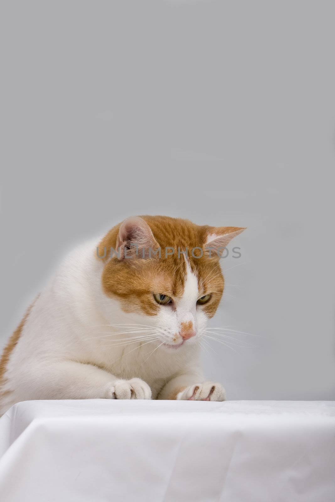 An orange cat curious to see what is on a white table, isolated on grey