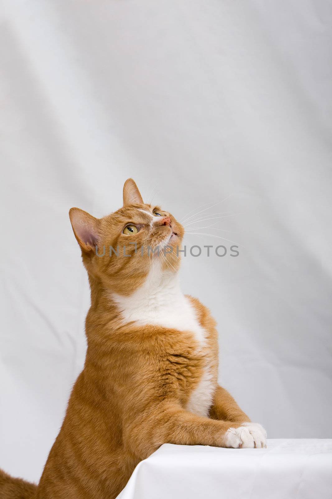 An orange cat looking up, isolated on white