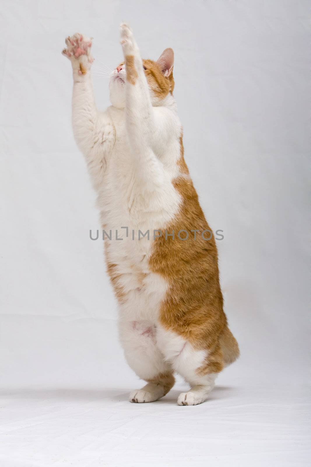White with orange cat standing and trying to grab something, isolated on white