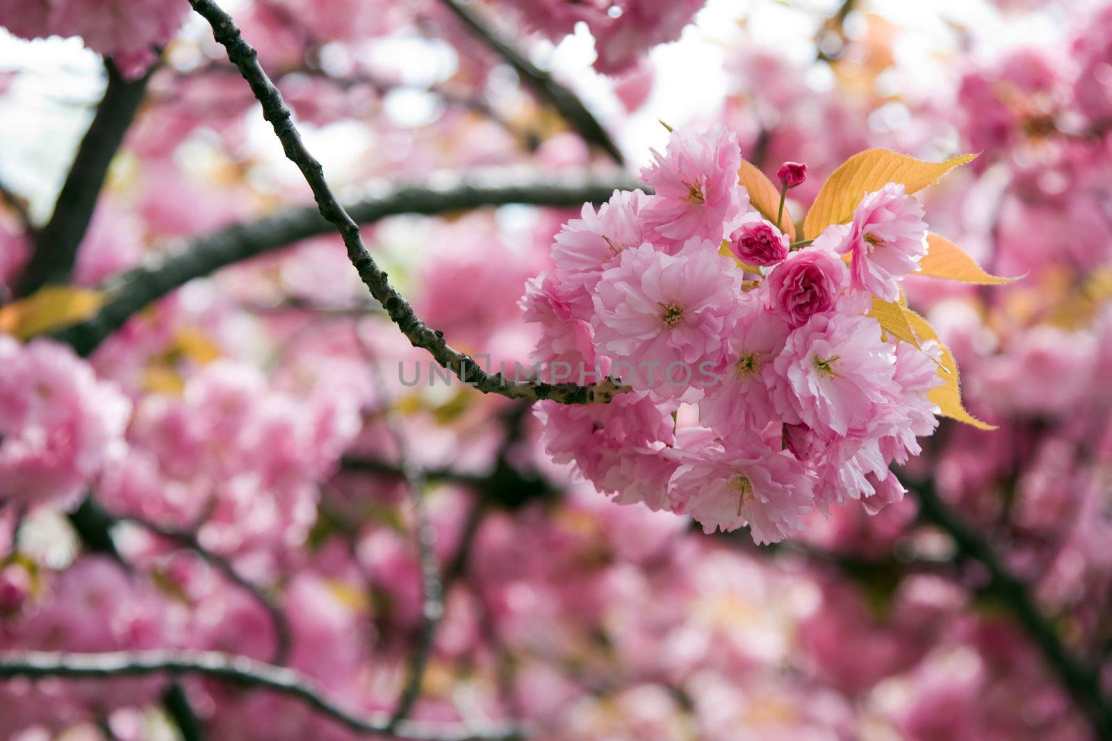 Beautiful pink Cherry blossom of a tree in spring time.