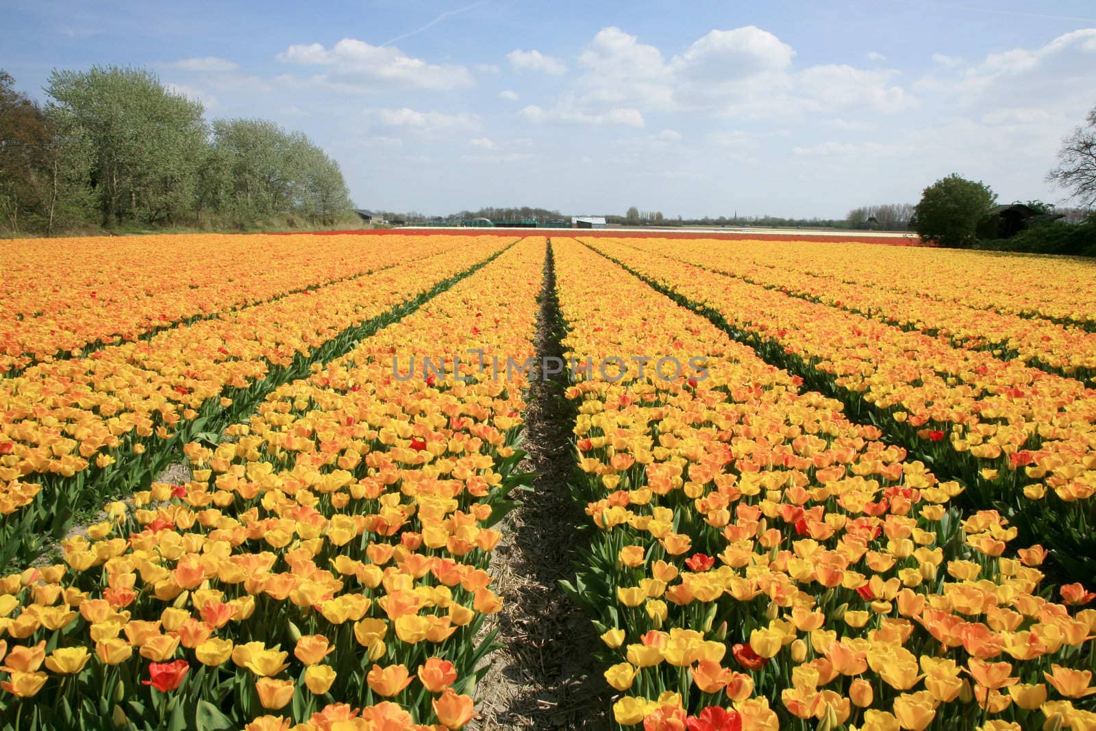 Yellow tulips - flower by fotokate