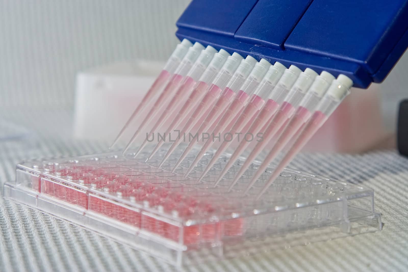 Blue multi-channel pipet used for pipetting a 96 well plate with pink solution on white