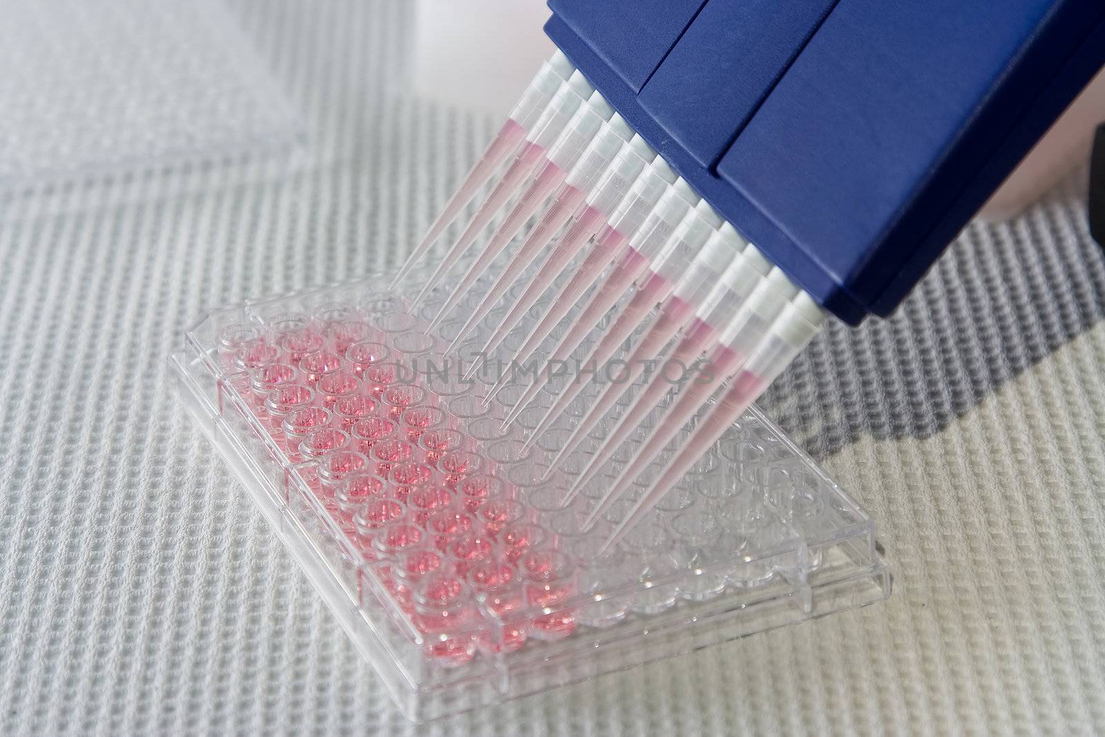 Blue multi-channel pipet used for pipetting a 96 well plate with pink solution on white