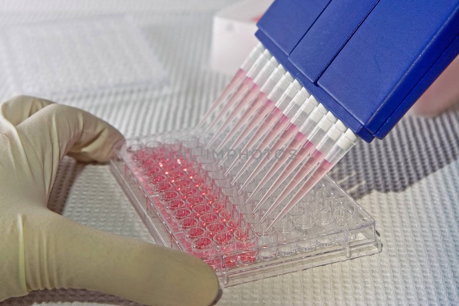 Scientist using blue multi-channel pipet for pipetting a 96 well plate with pink solution on white