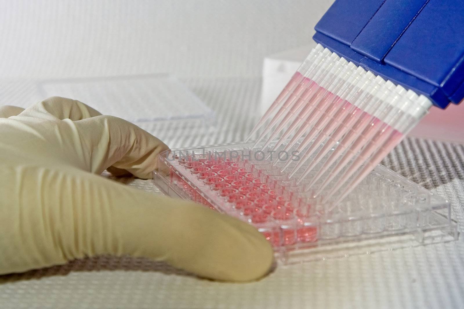 Scientist using blue multi-channel pipet for pipetting a 96 well plate with pink solution on white