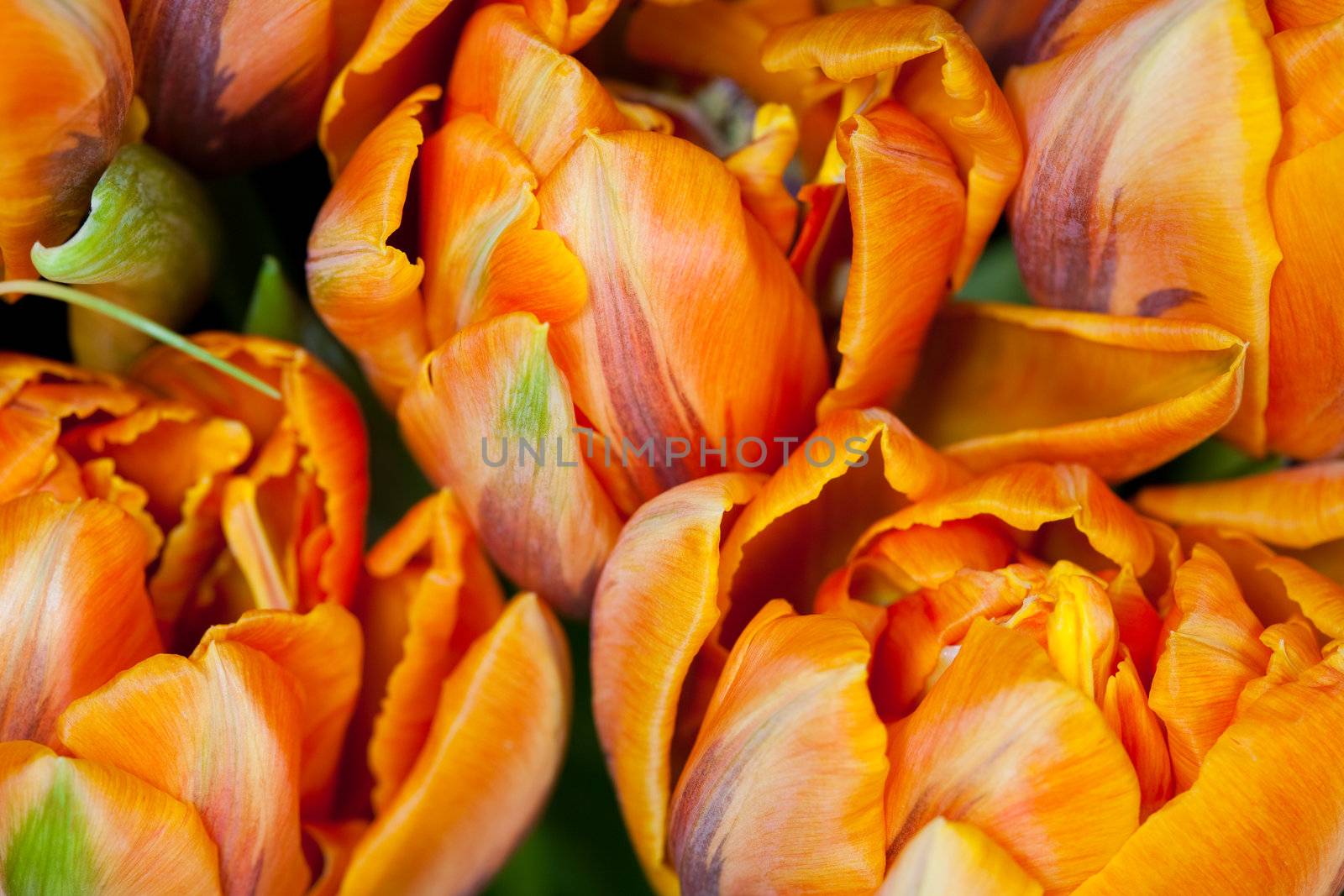Close up of bright double flowering tulips