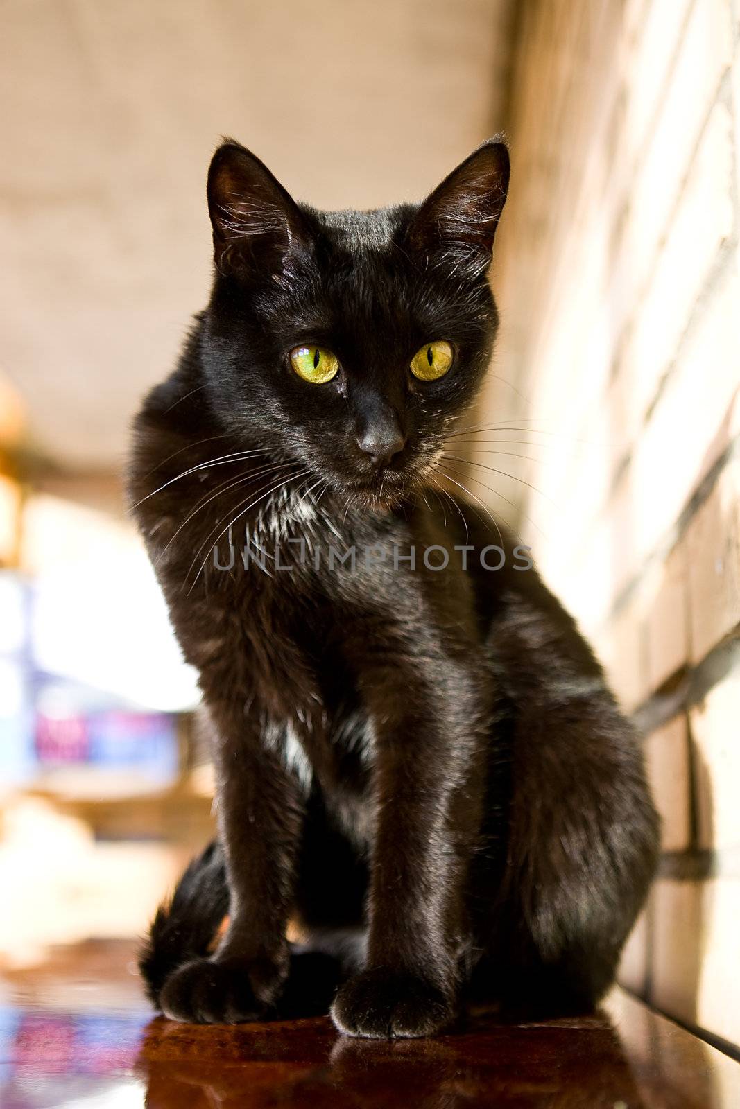 Black cat with yellow eyes sitting near brick wall