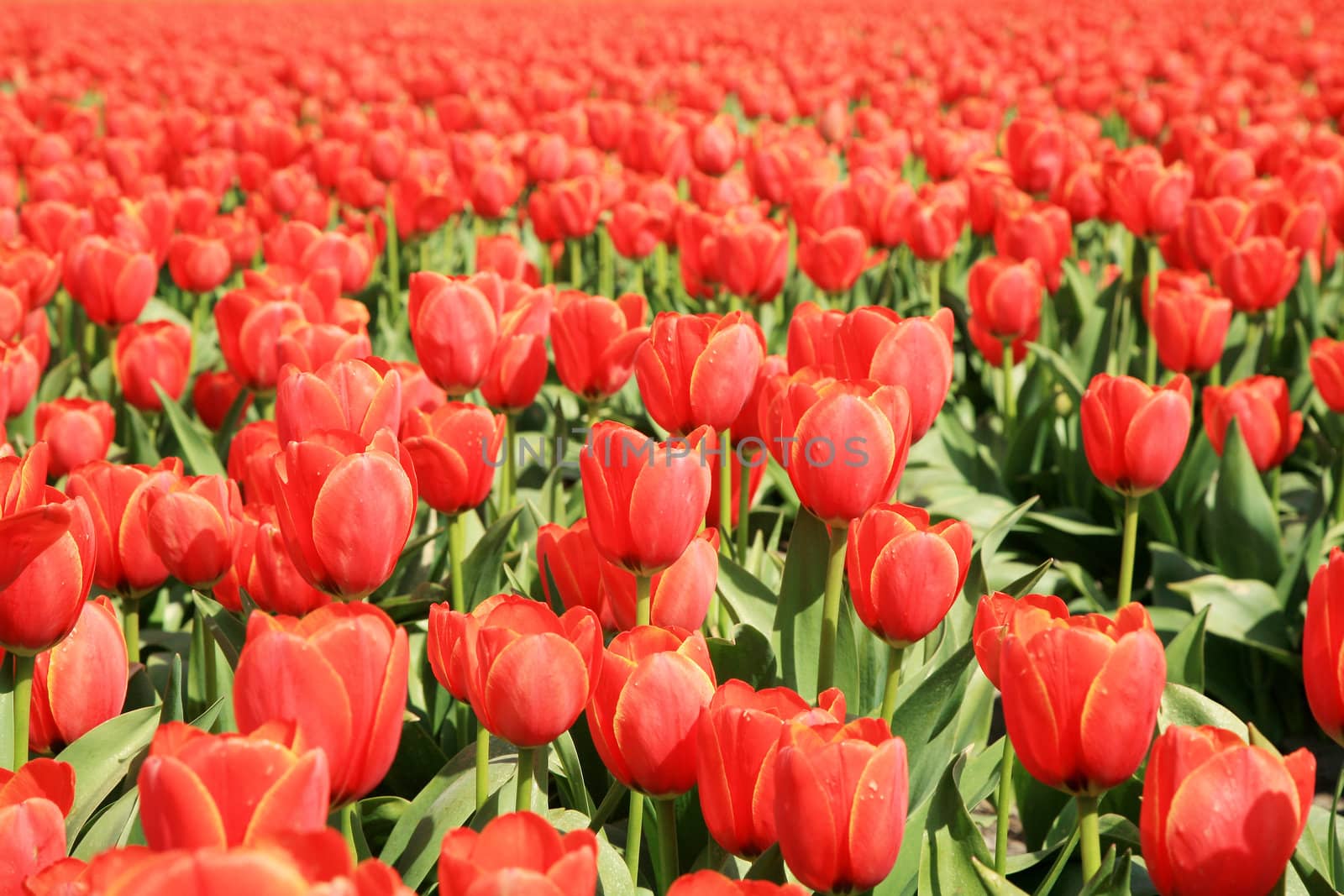 Field of red tulips – blur and sharpness composition – front view - Netherlands