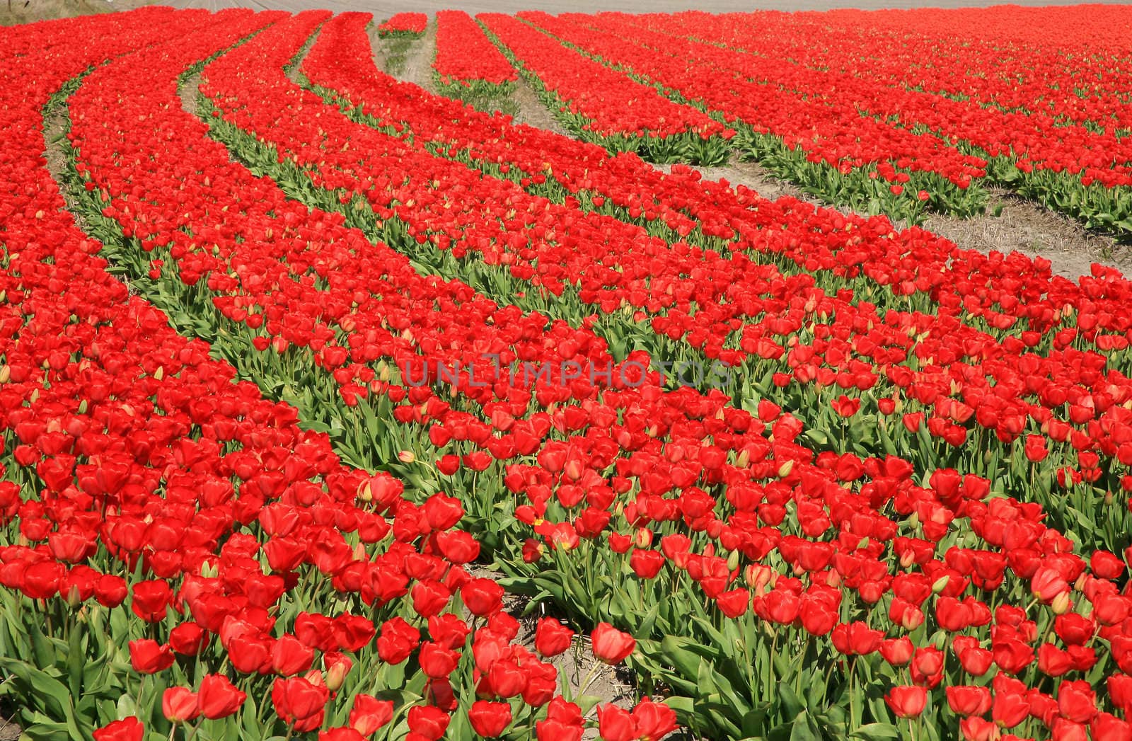Dutch country –red tulips – view from the top