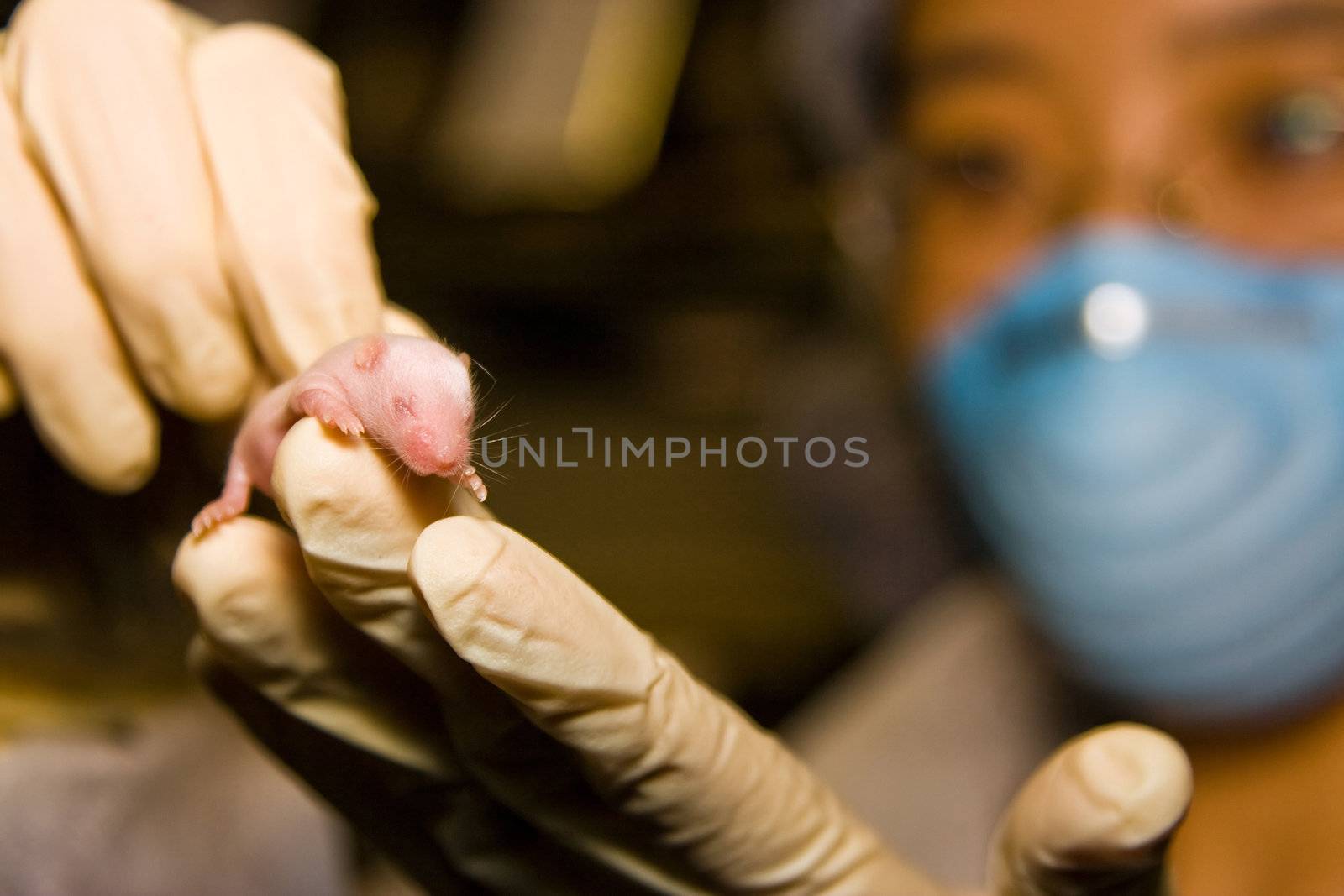 A female oriental scientist wearing latex gloves and a blue mask with a cute pink baby laboratory mouse in her hands