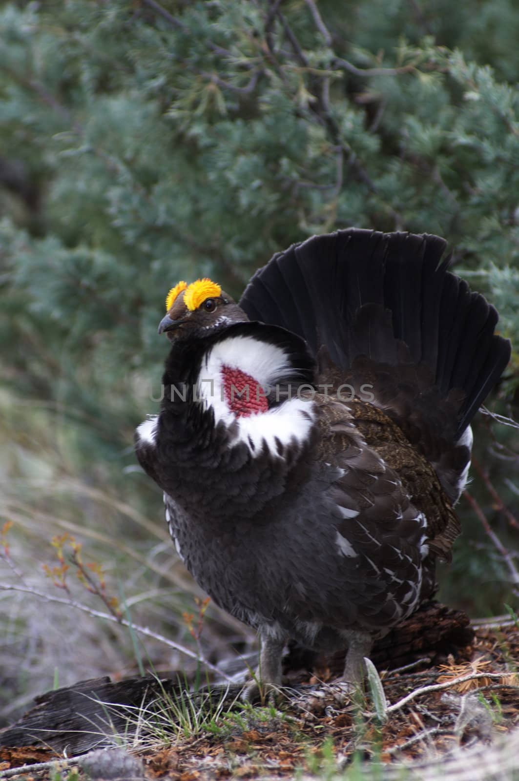 Male Blue Grouse displaying for hen while standing on tree branch