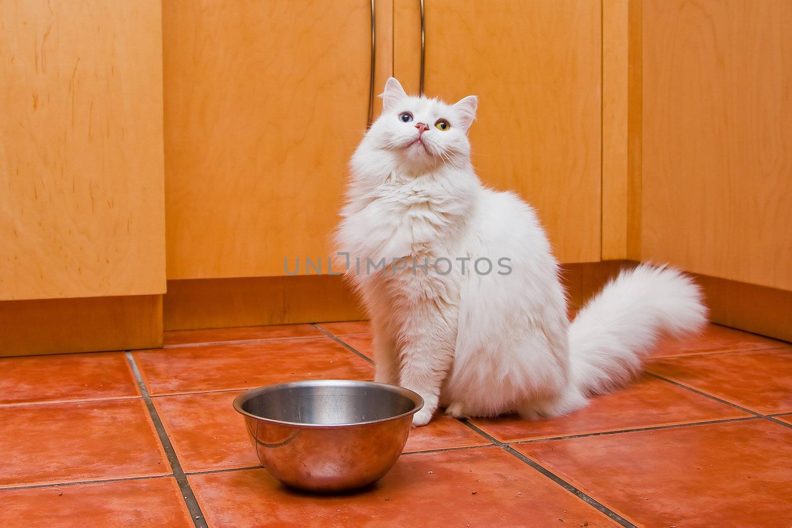 Beautiful white Raggamuffin cat with 2 color eyes waiting to be served some food next to his/her food bowl in an orange kitchen