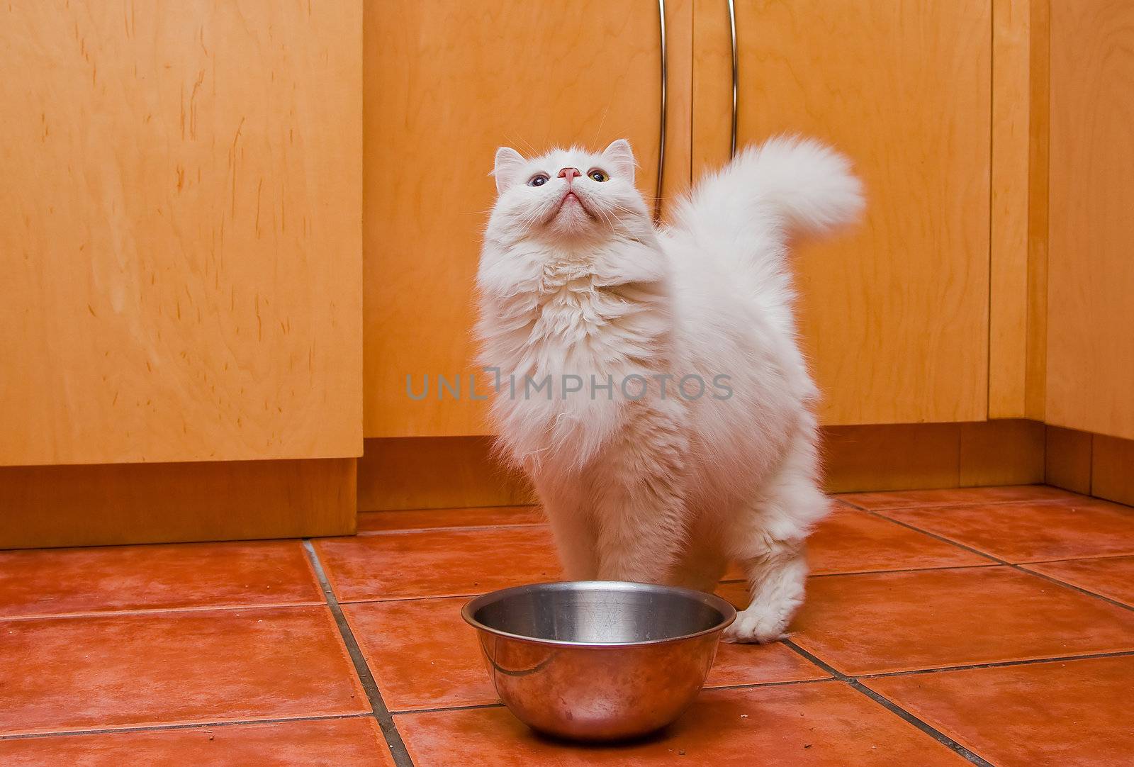 A white cat with medium long hair, like a Persian or Ragamuffin breed, elegantly waiting to be fed in the kitchen
