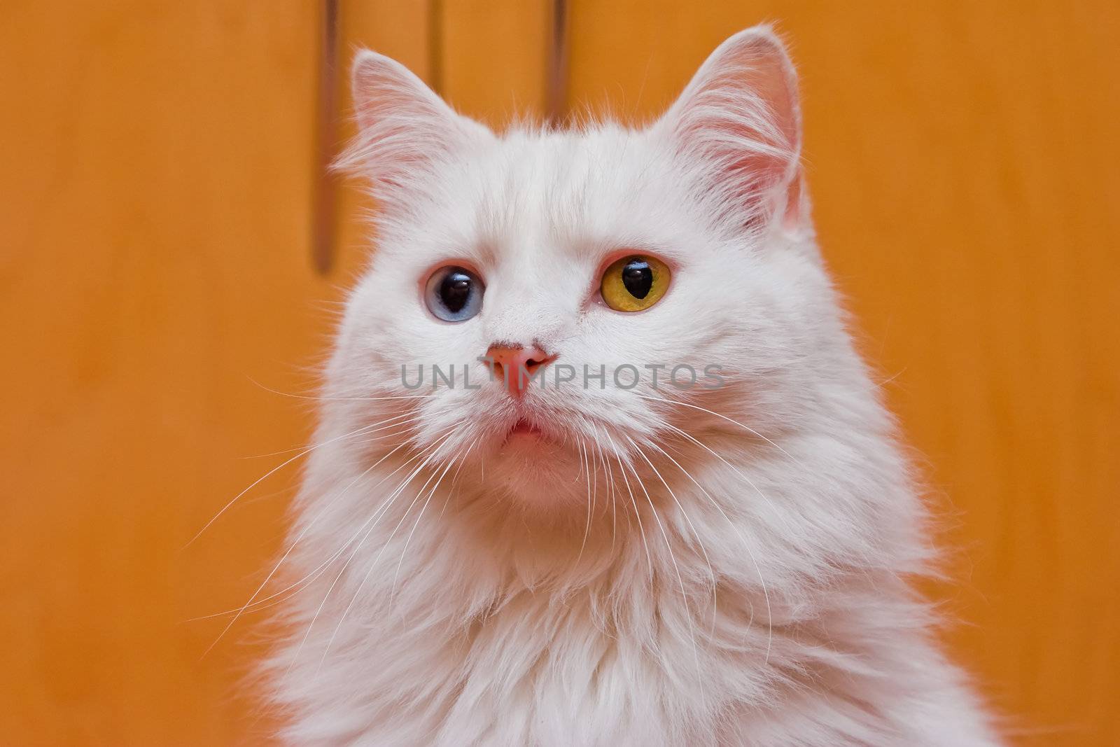 A portrait of a bi-colored eye (blue and yellow) medium long haired white cat, like a Persian or RaggaMuffin breed