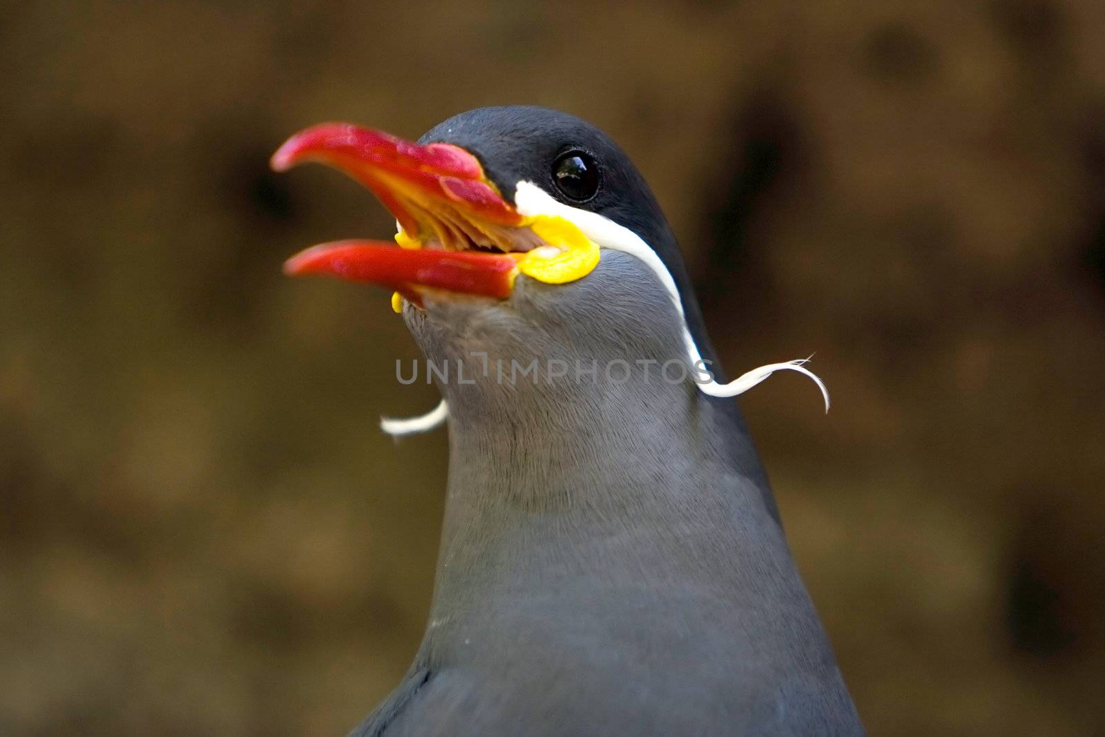 Beautiful Inca Tern by phakimata