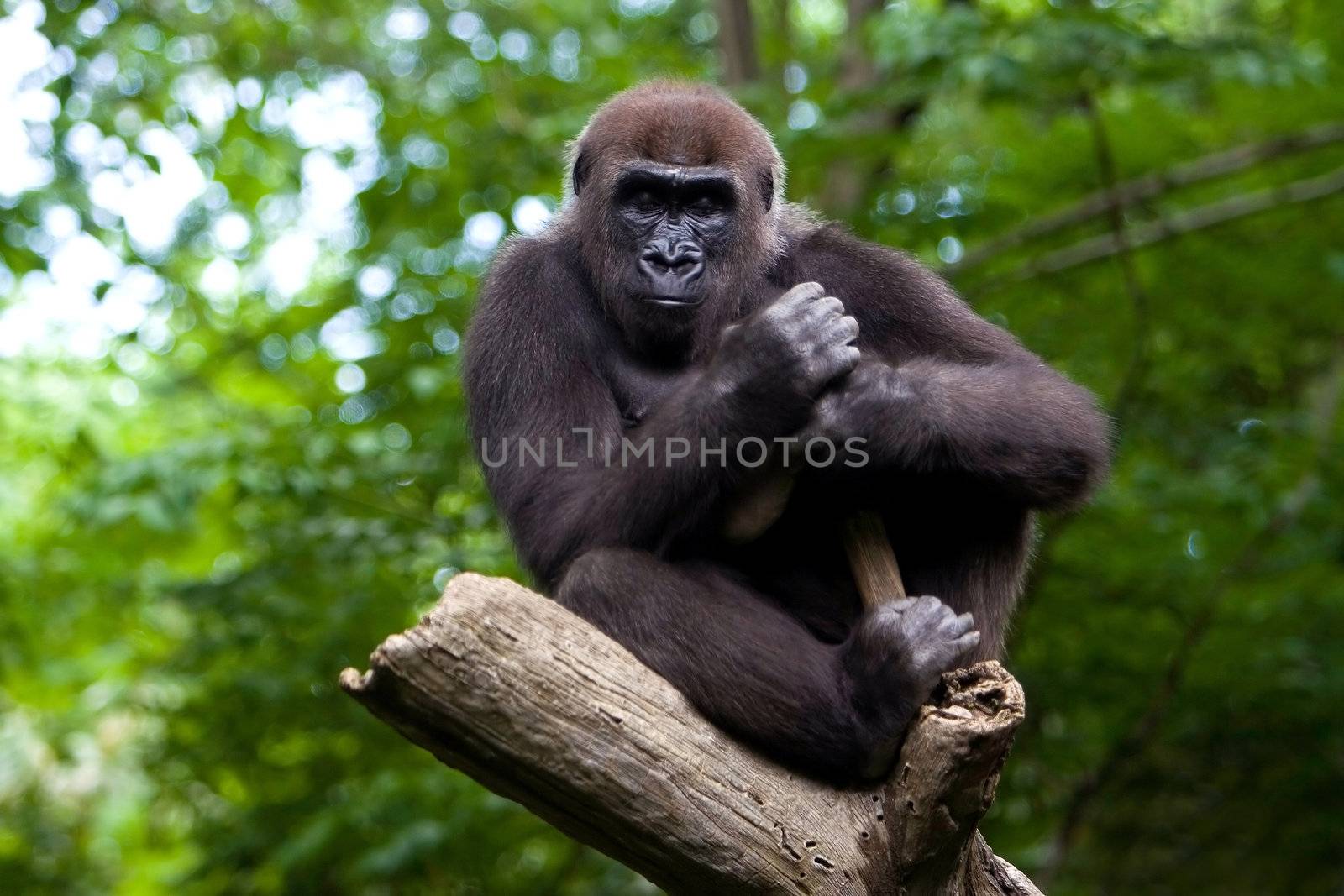 Gorilla in a tree by phakimata