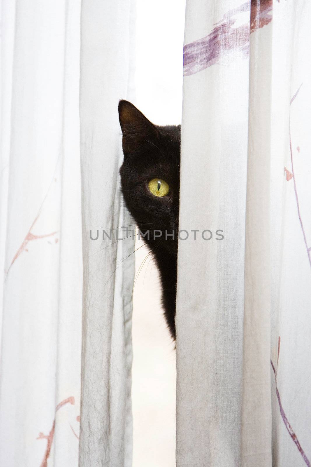 Peeking cat by phakimata