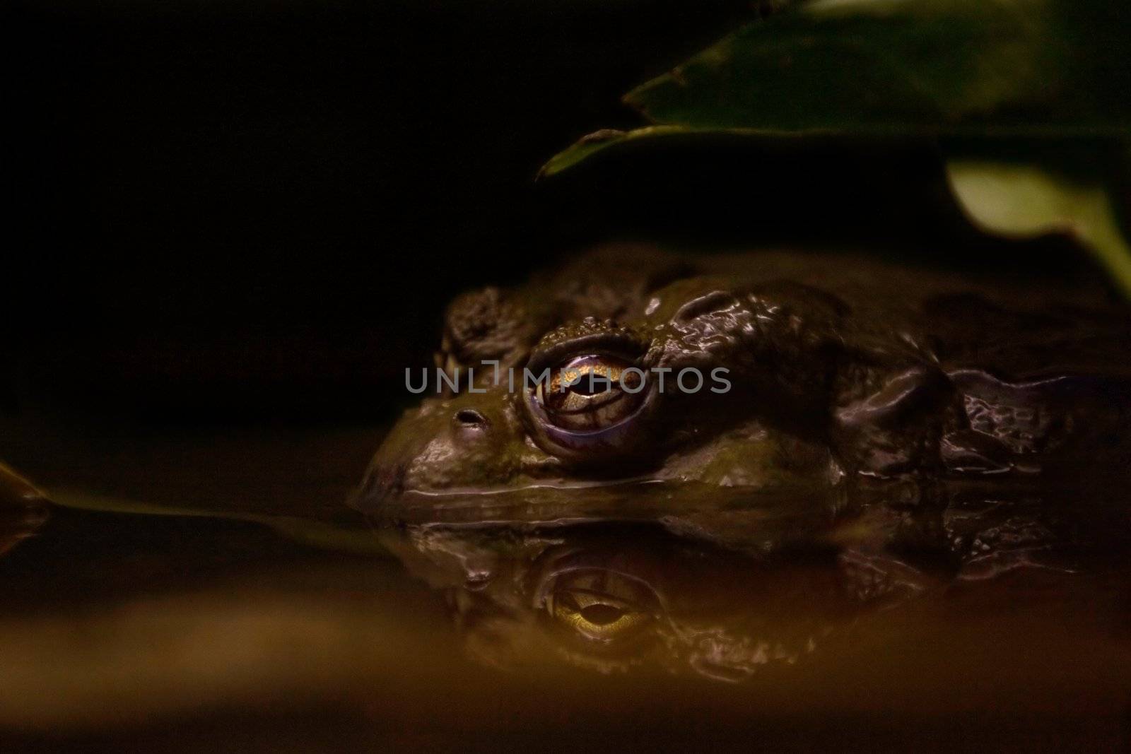 A toad in murky water sitting silently under a leaf at night