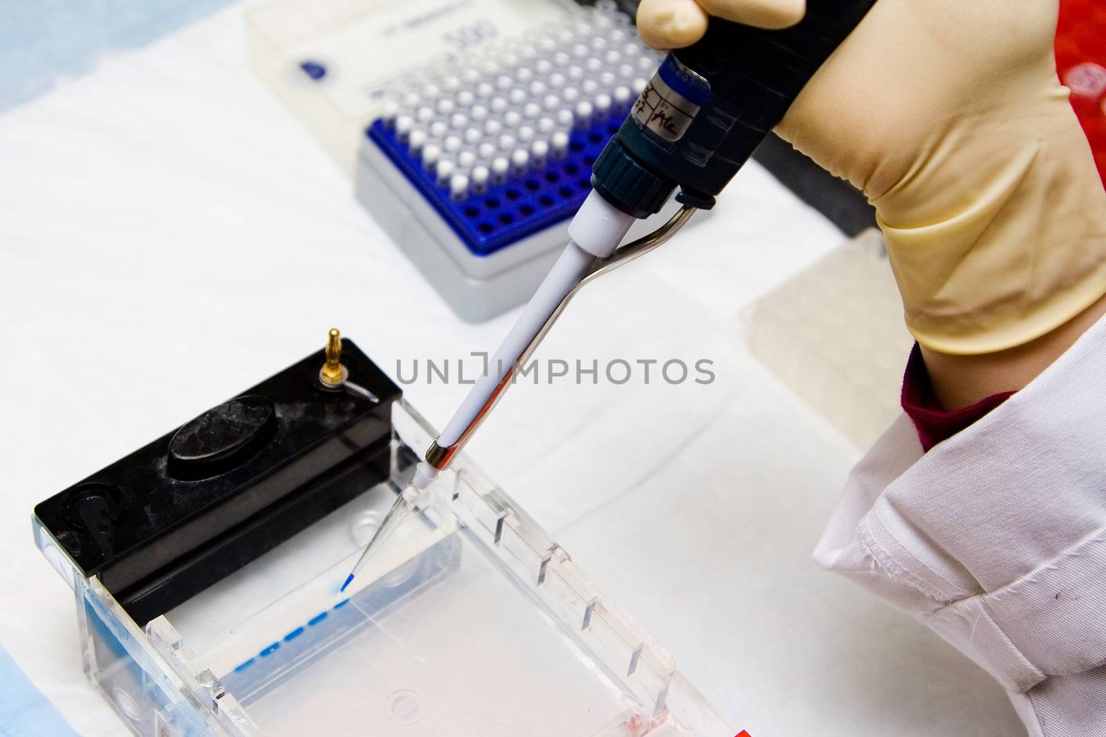 Scientist loading a Agarose gel for electrophoresis