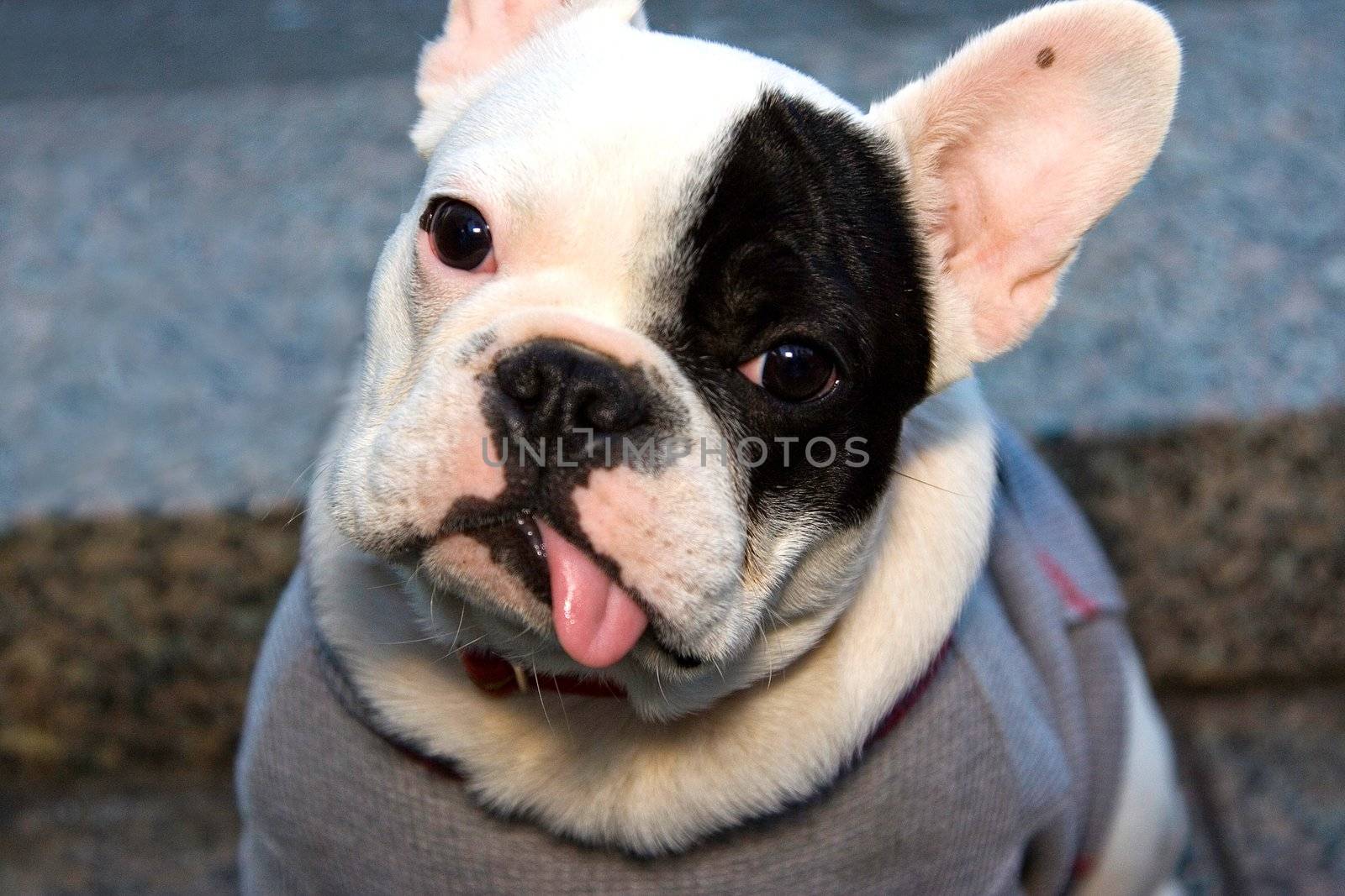 Cute white with black eye French Bulldog sitting, tilting its head and having his tongue hanging out.