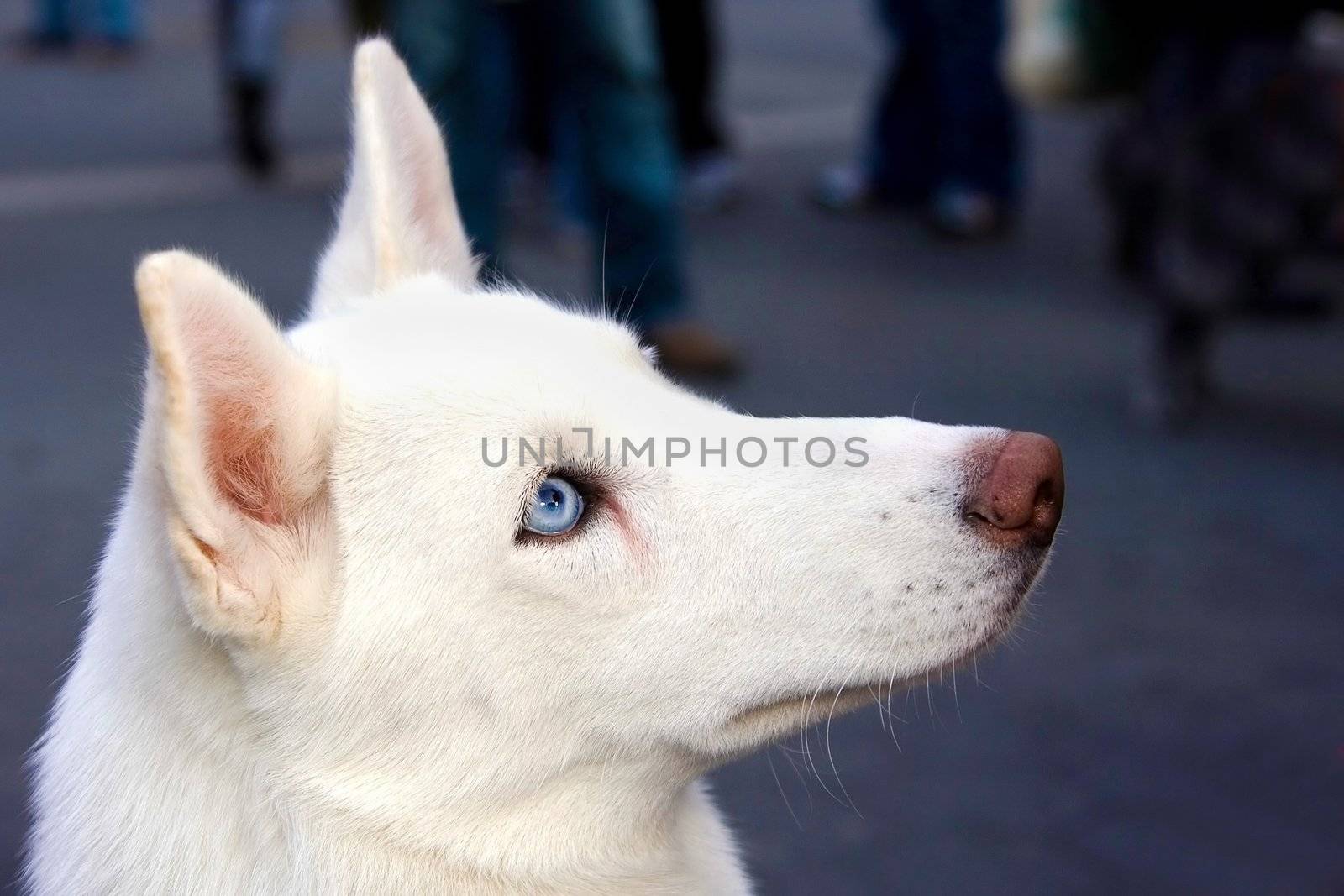 A white Husky's head shot from the side, showing his blue eye.