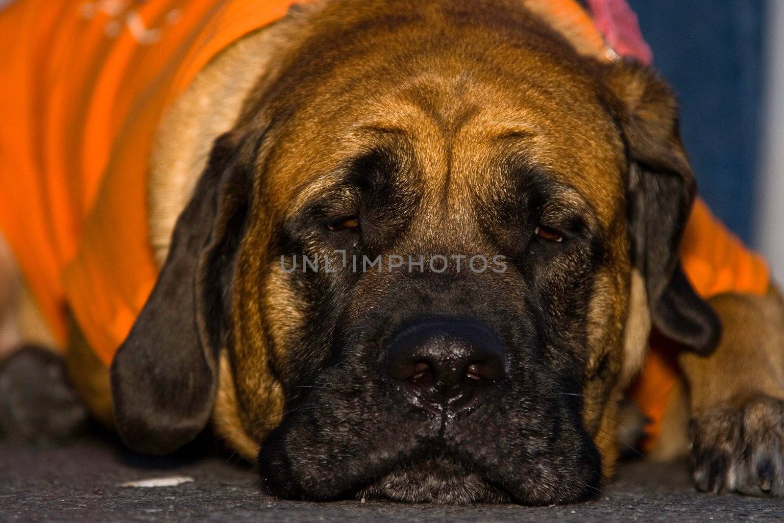 English Mastiff laying on the floor, almost falling asleep.