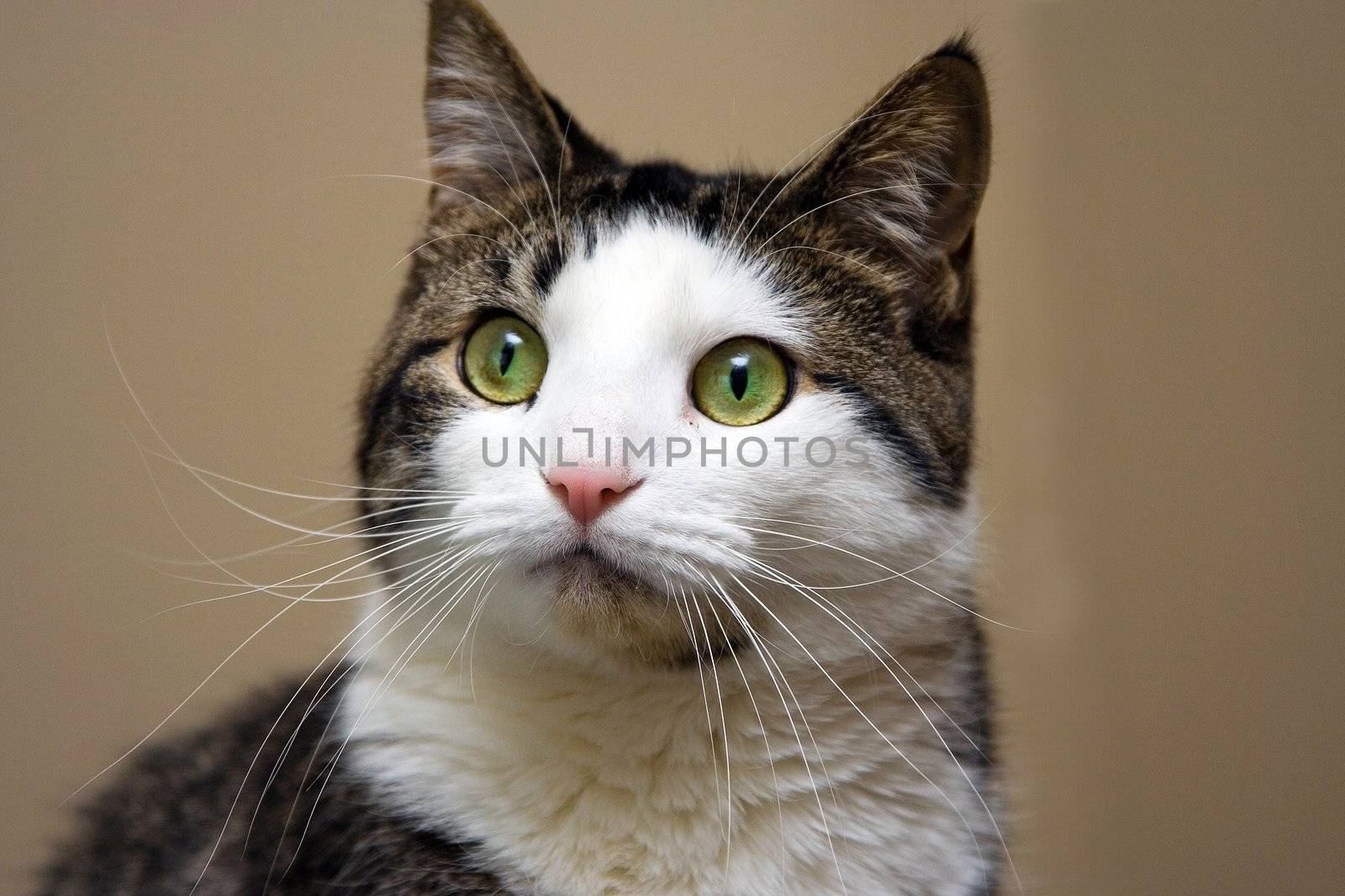 Tabby with white cat and bright green with yellow eyes looking. Head shot on beige like background