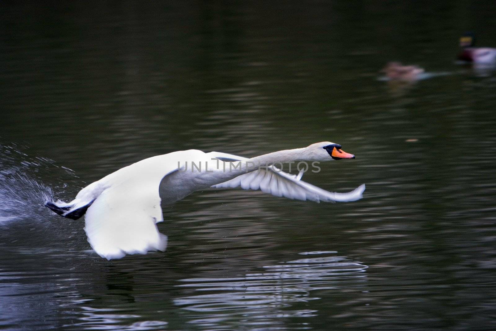 Swan flying over the surface of a lake
