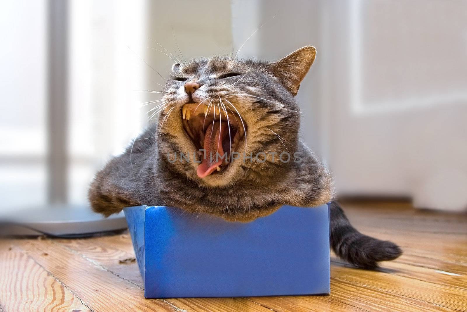 A cat laying in a shoe box whil she's yawning.