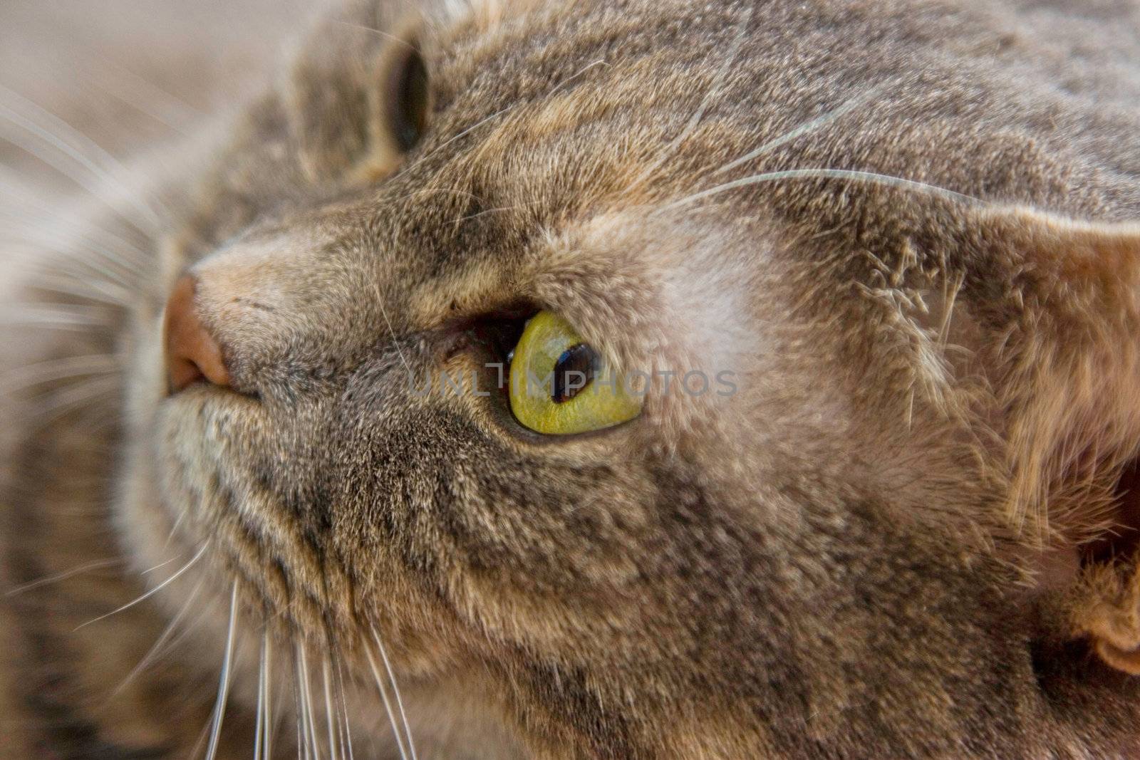 Portrait of a cat's eye.