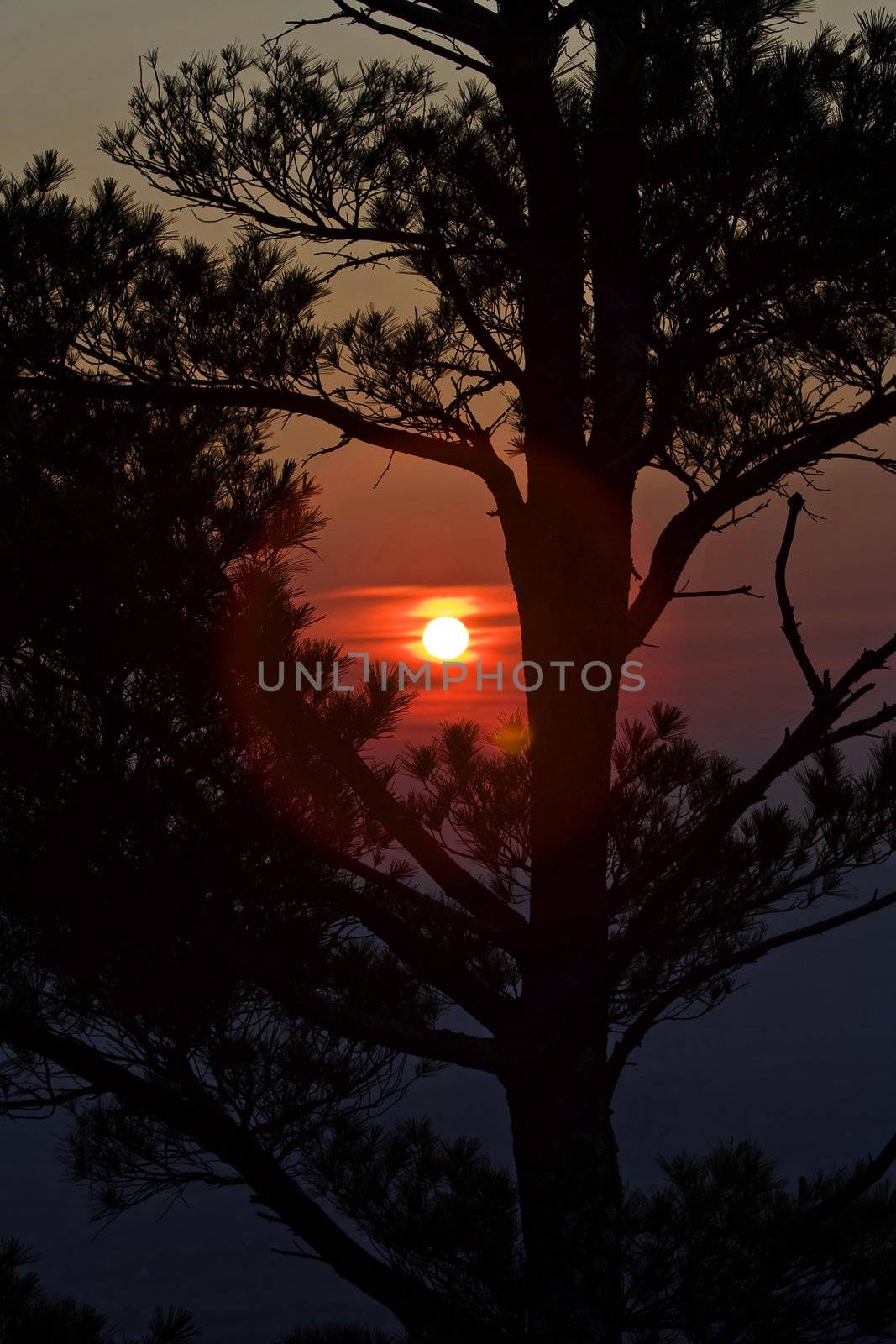 A beautiful red with yellow sunset behind a pine tree showing its Silhouette