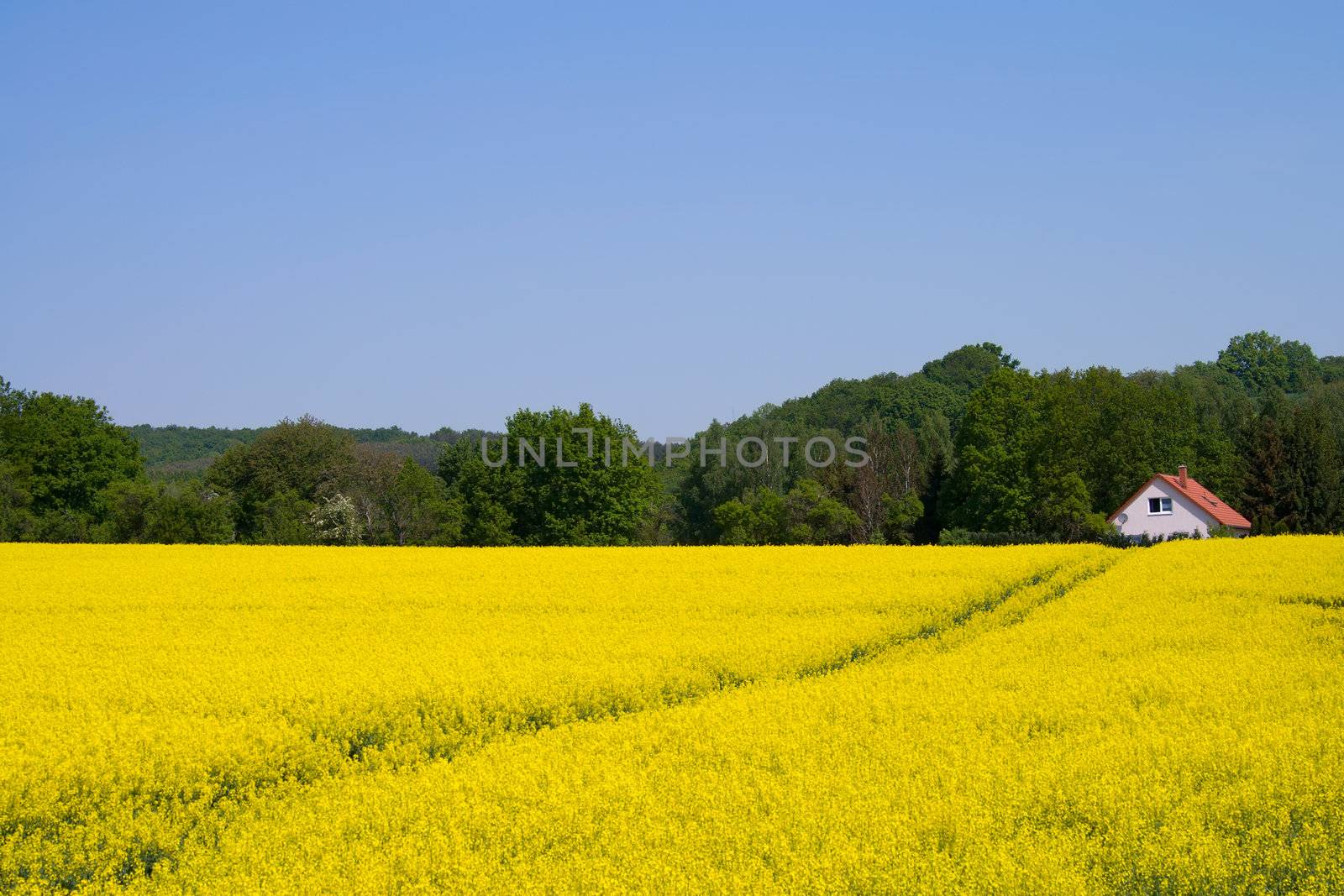 The house is buried in a field of rapeseed in Saxony-Anhalt/Germany.