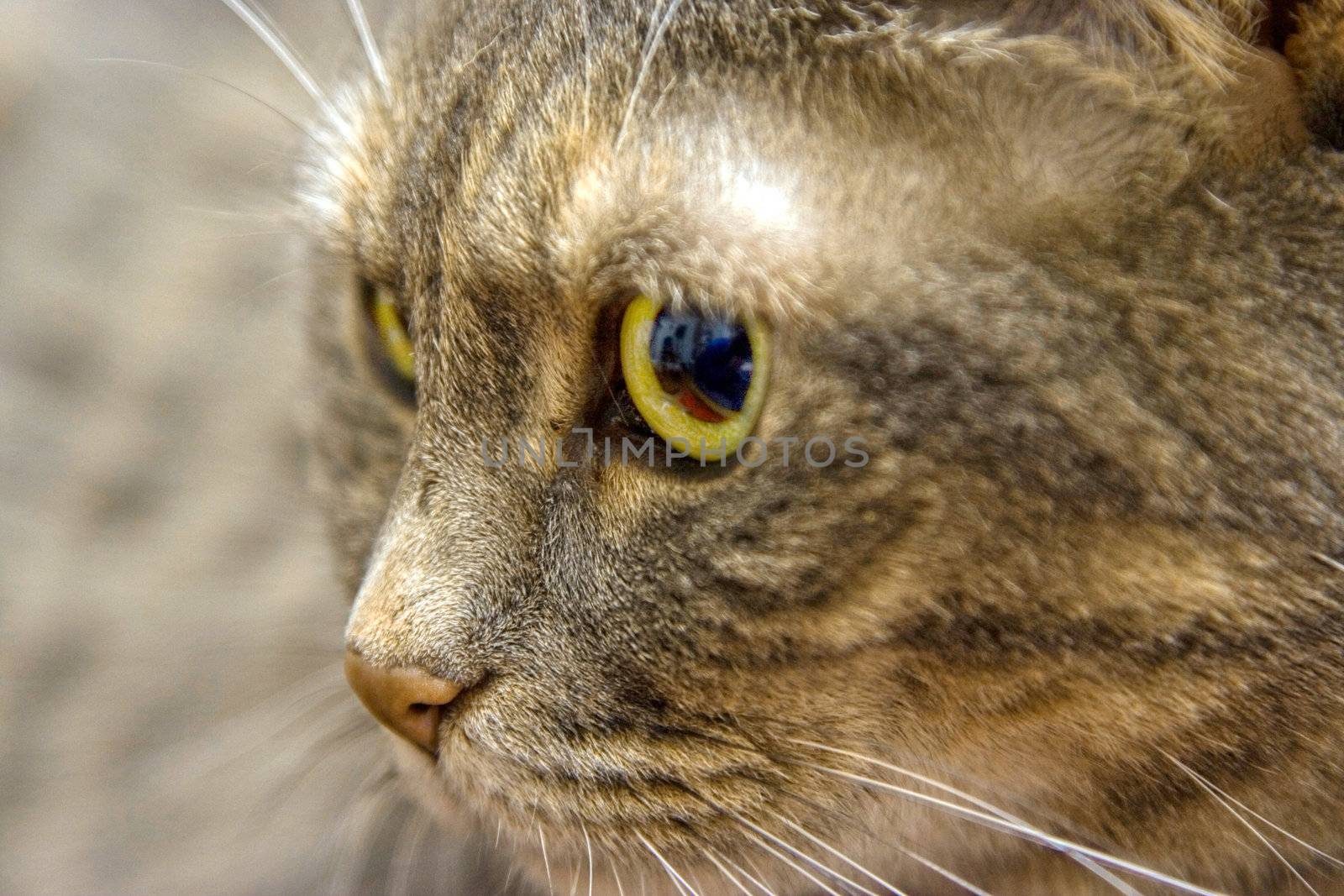Close up of a cat's green eye