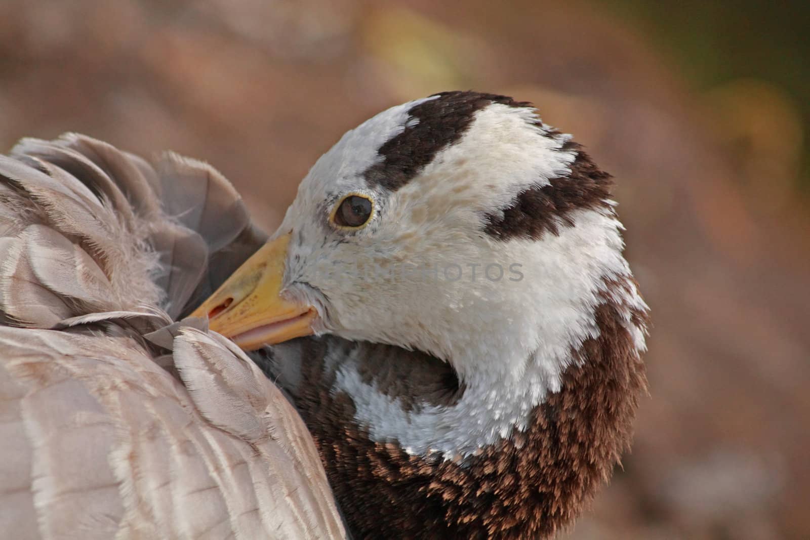 Close up of the duck's head. 