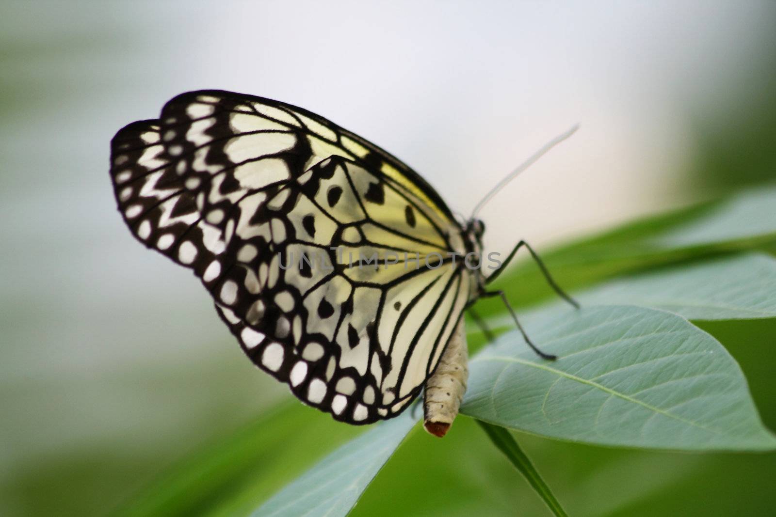 Butterfly wings by Lessadar