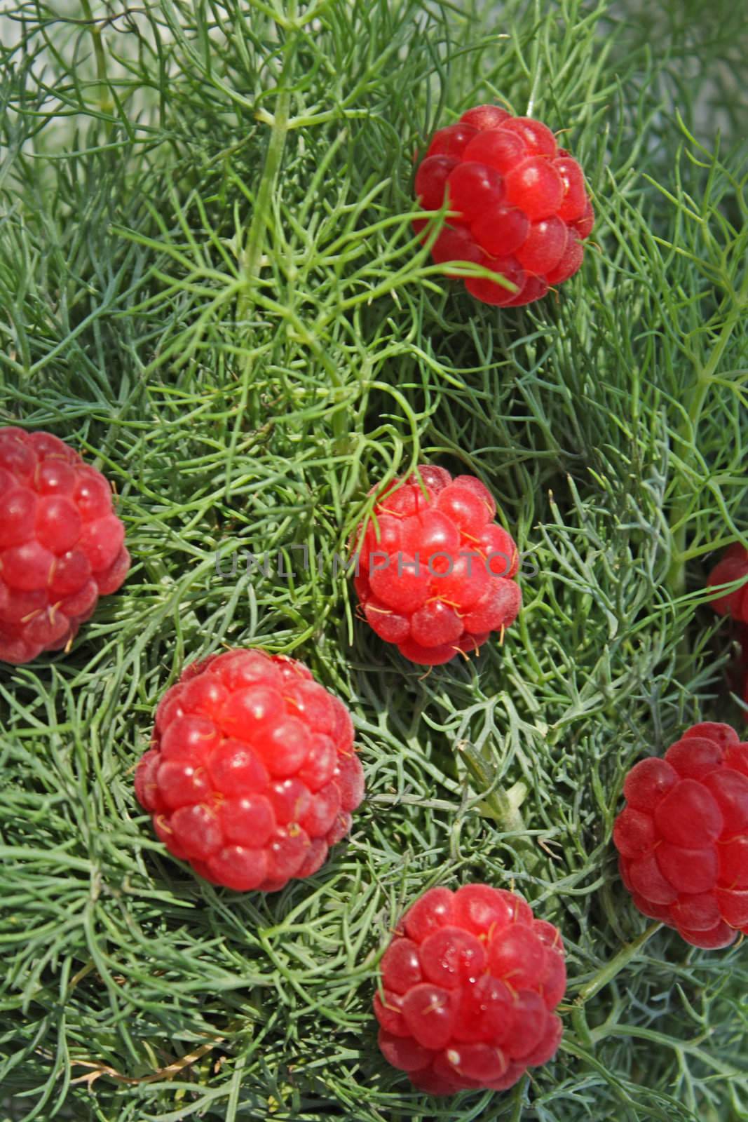 Raspberry on the fennel by Lessadar