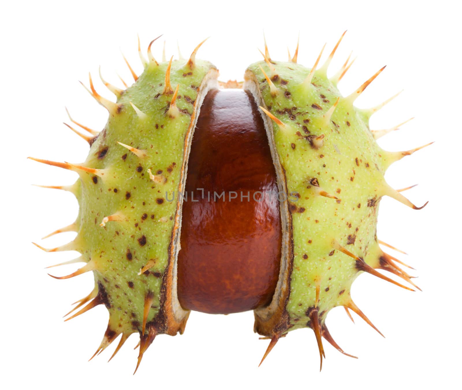 close-up autumn shaken chestnut, isolated on white