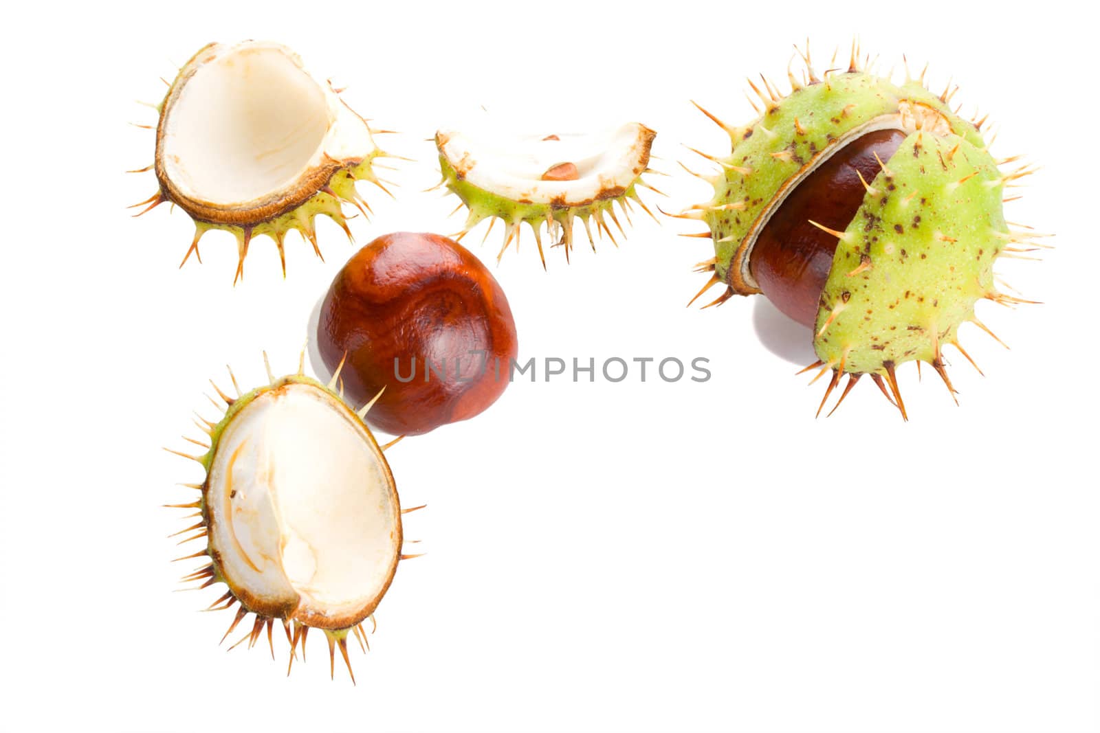 close-up autumn shaken chestnuts, isolated on white