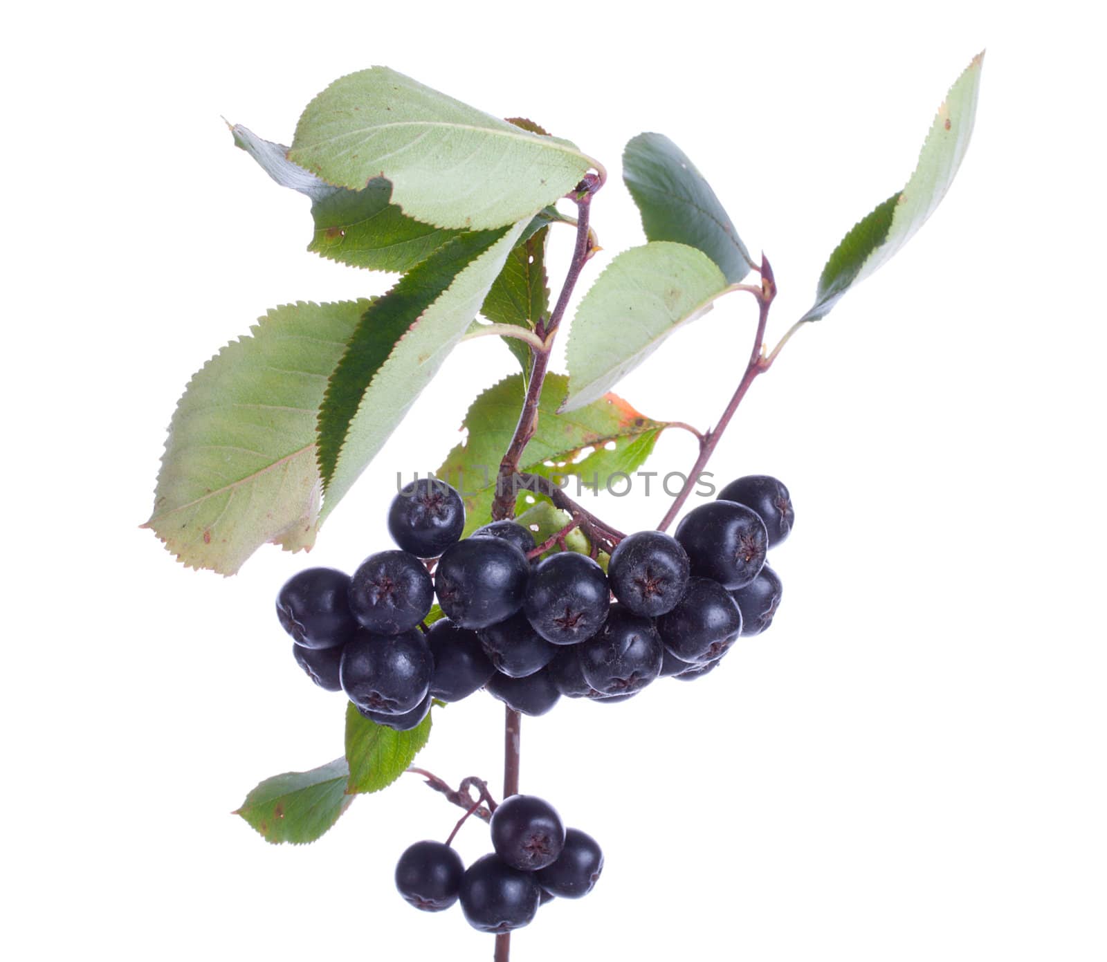 close-up black ashberries with leafs, isolated on white