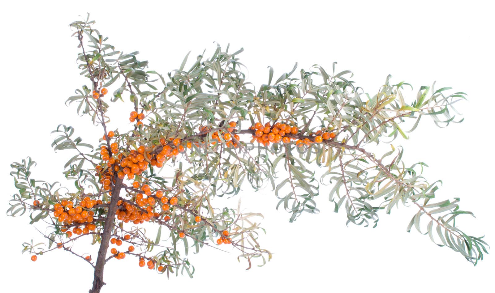 close-up branch of sea-buckthorn, isolated on white