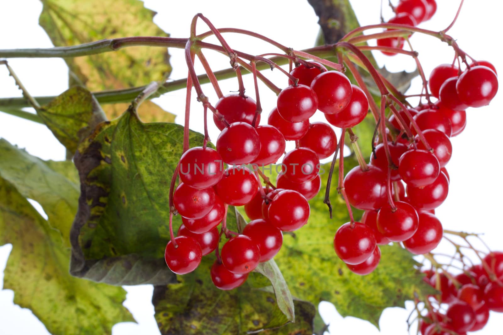 close-up branch of snowball tree with berries, isolated on white