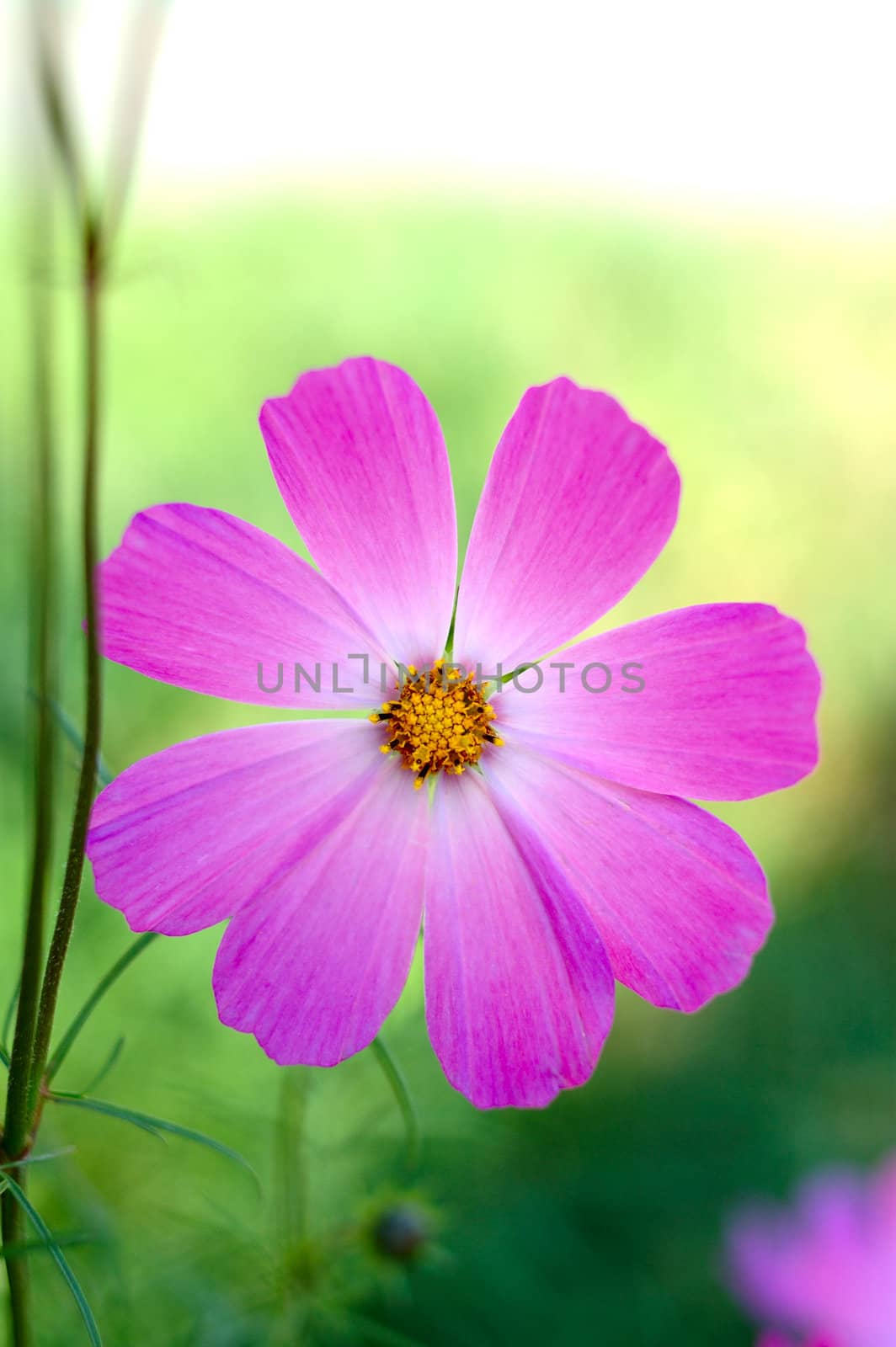 Pink cosmos flower with blurred (defocused) green background.