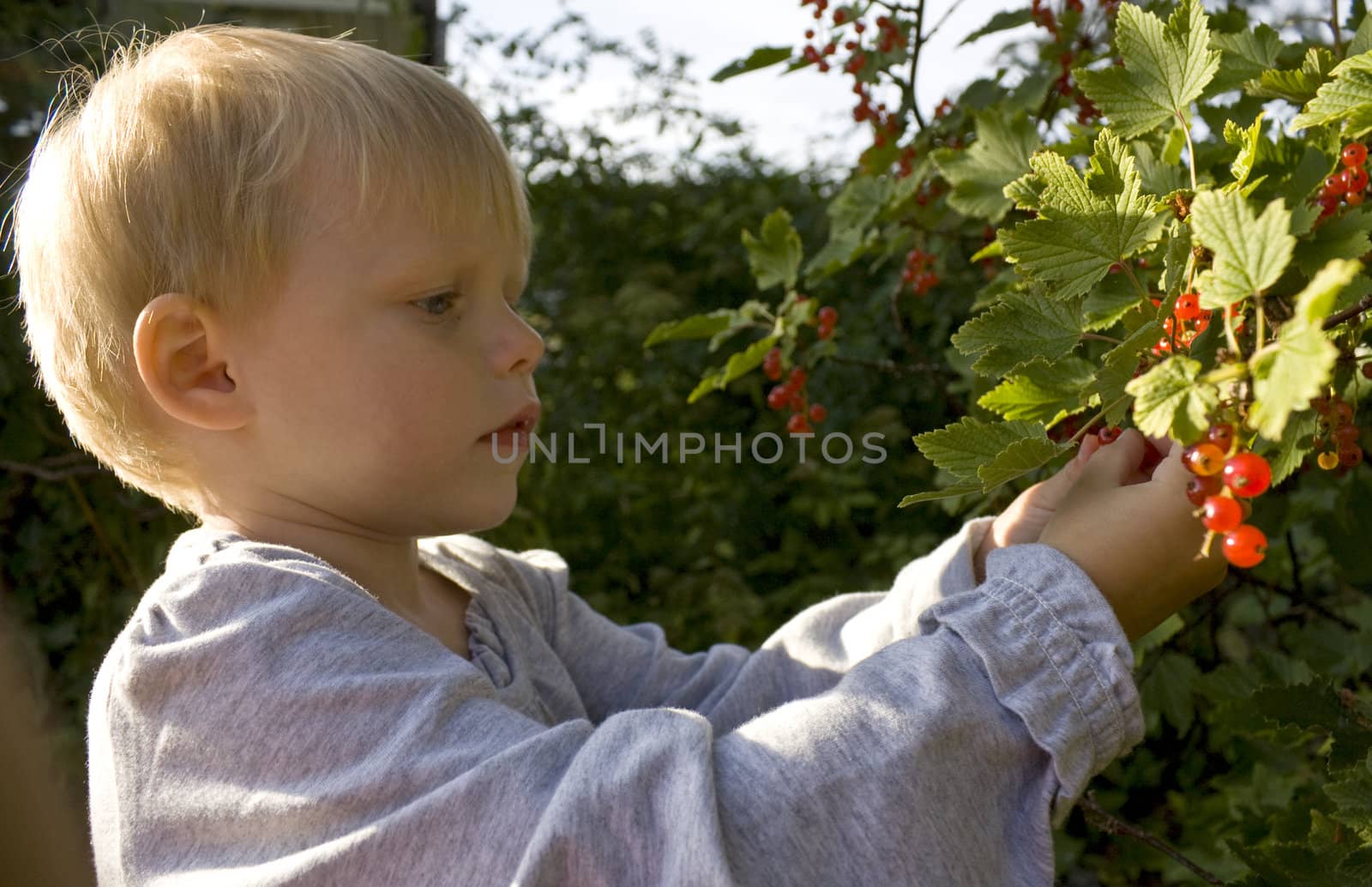 Child three years old) picking redcurrants