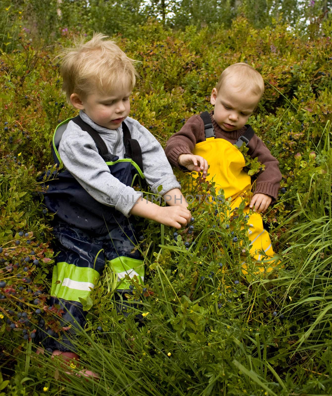 Small children (1 and 3 years old) sitting in a forest picking bilberries (European blueberries).