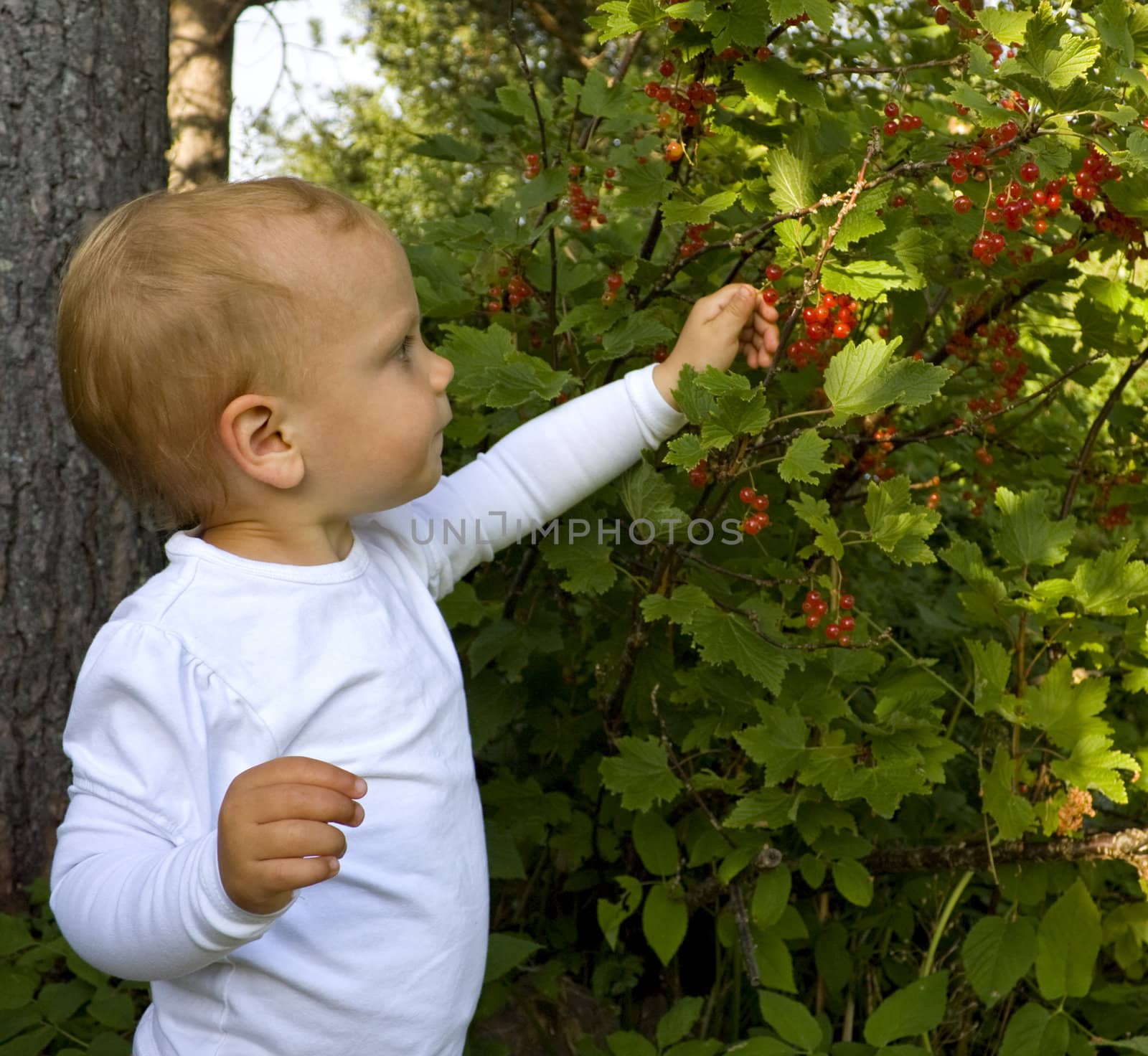 Toddler (one year old) picking redcurrants in a garden
