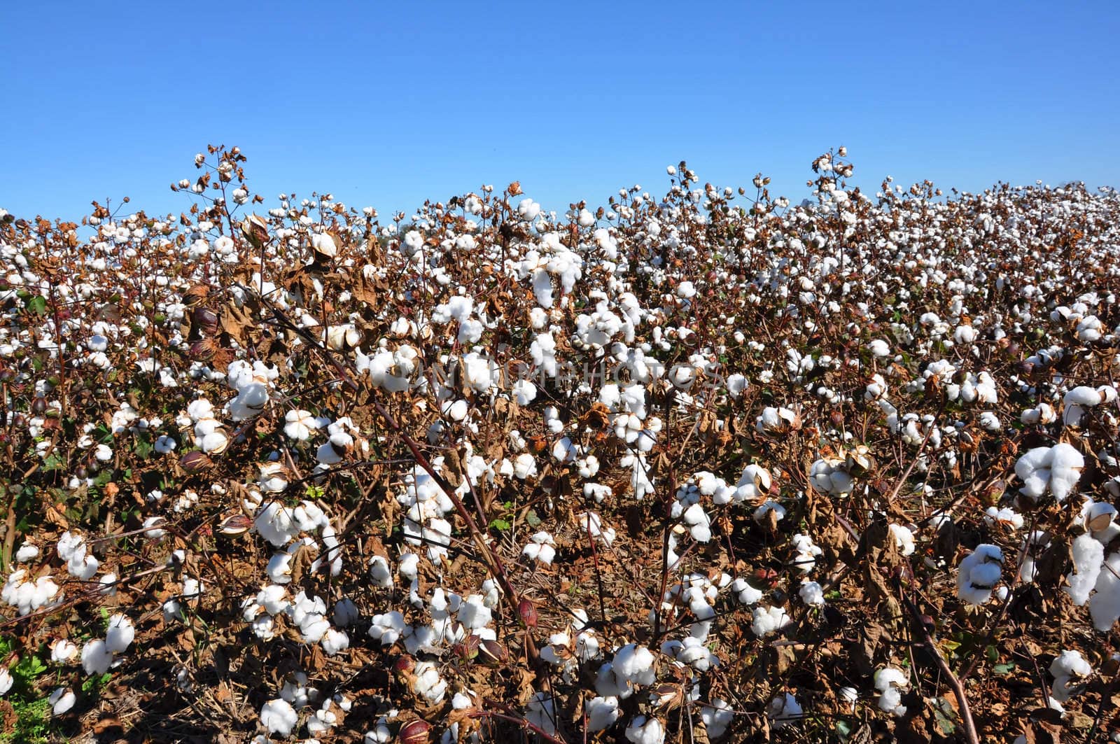 Cotton Field by dehooks