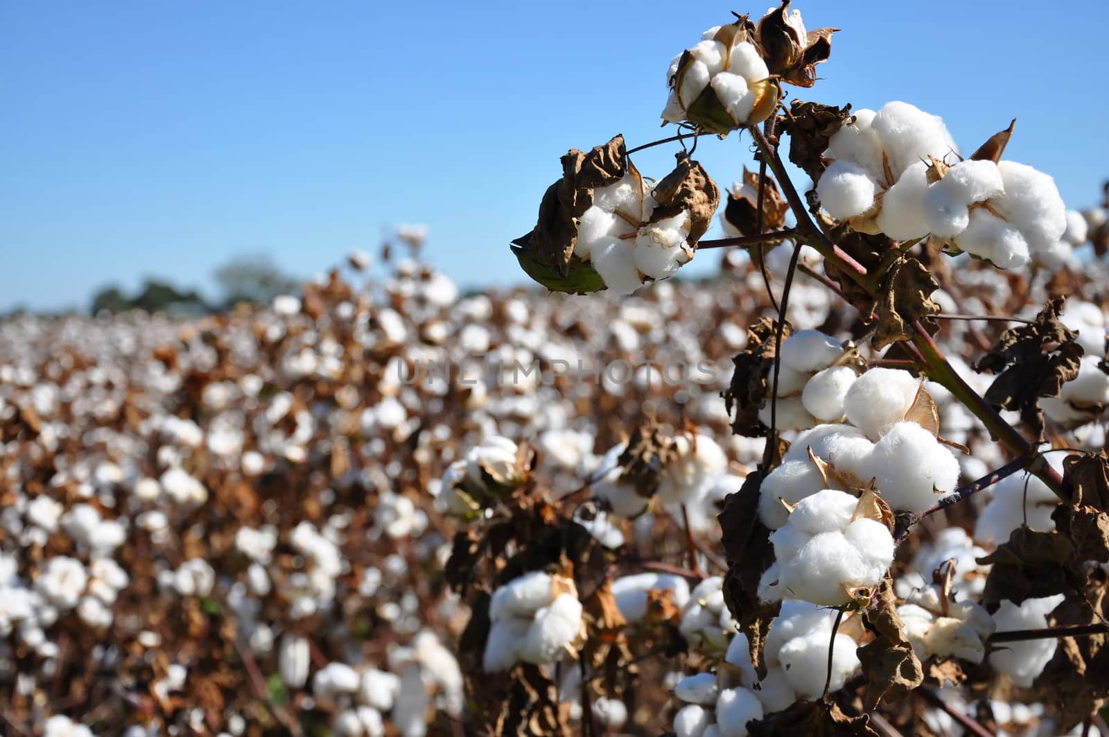 Cotton in field on farm in Alabama. 