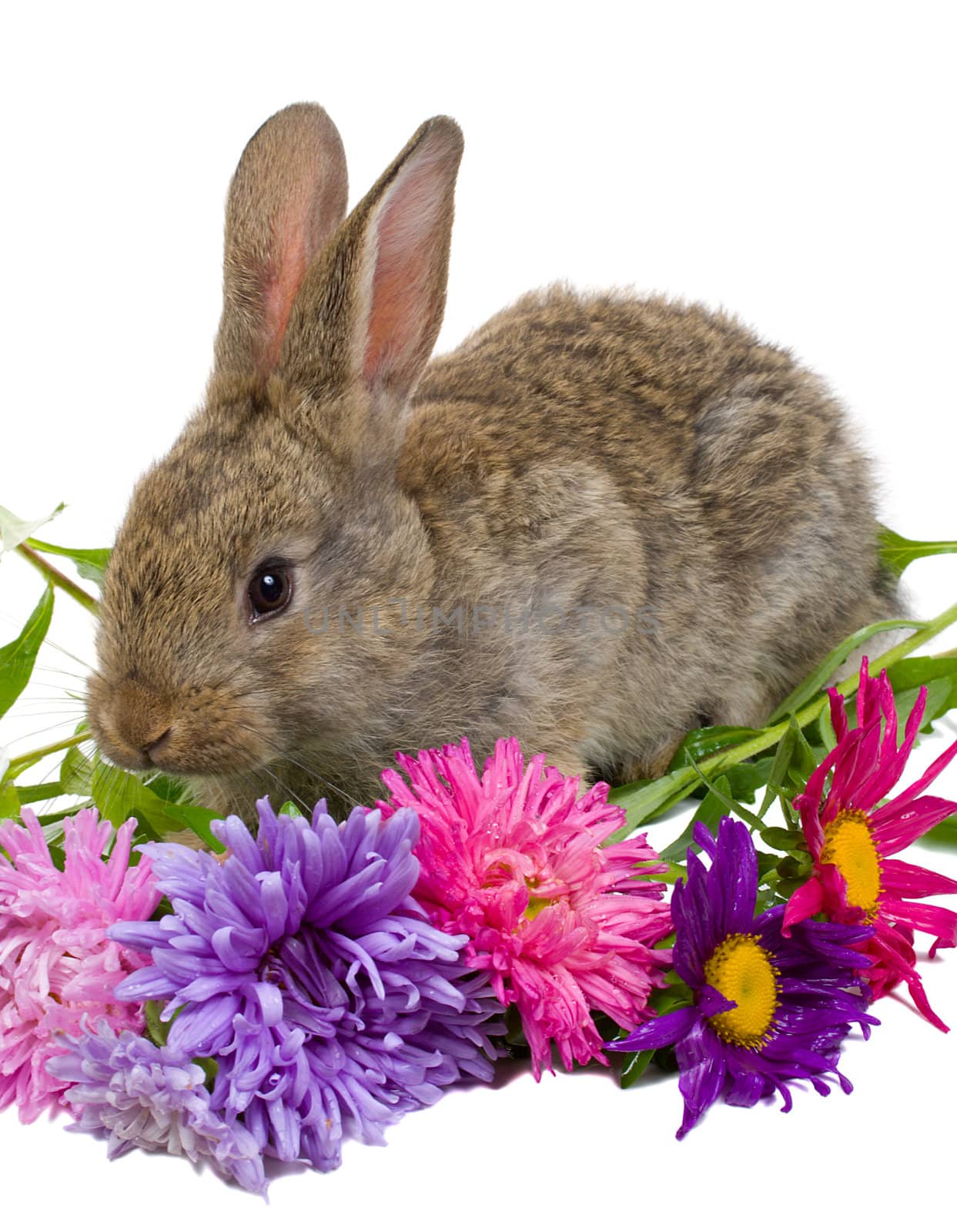 bunny with flowers by Alekcey