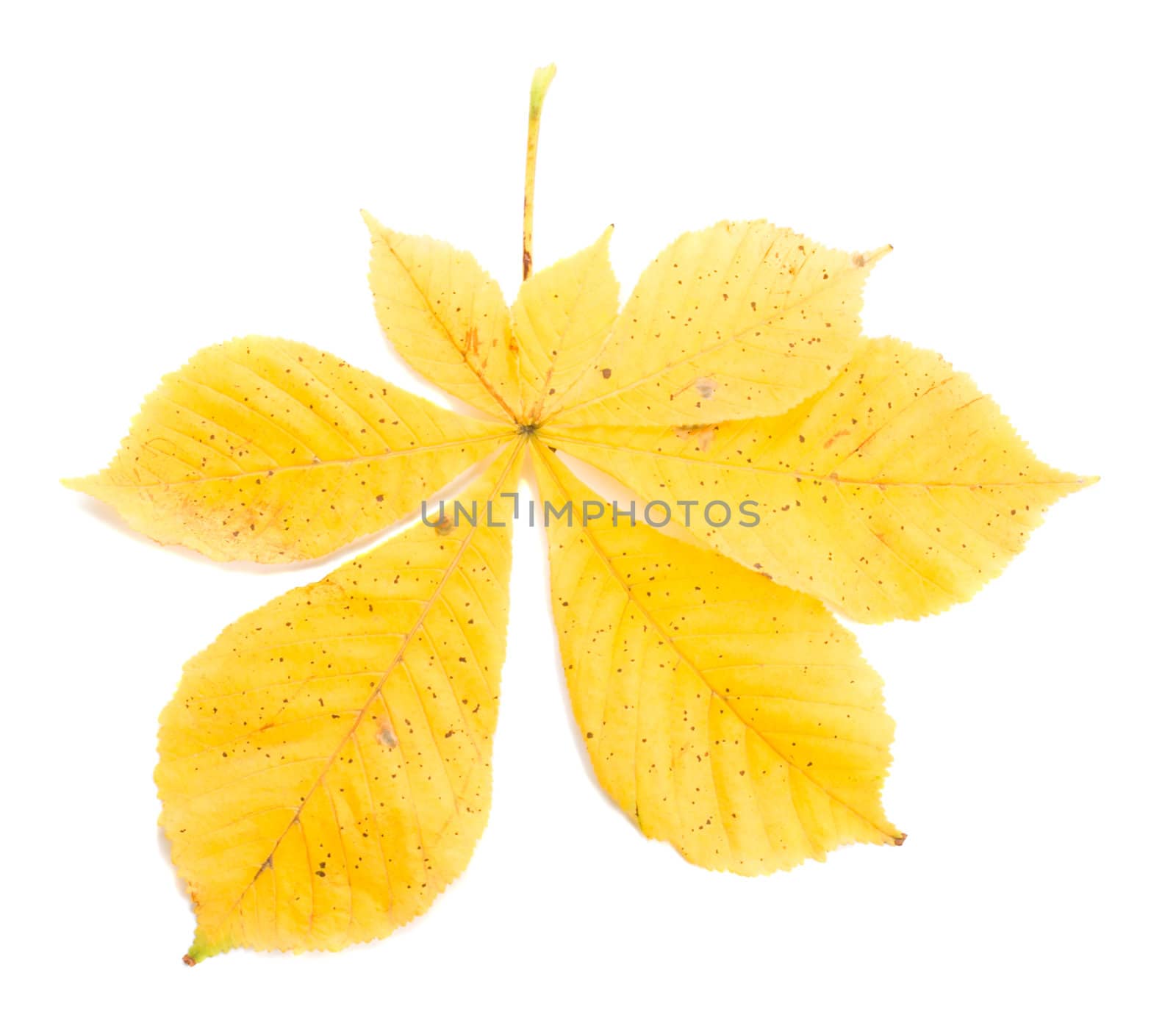 close-up yellow chestnut leaves, isolated on white