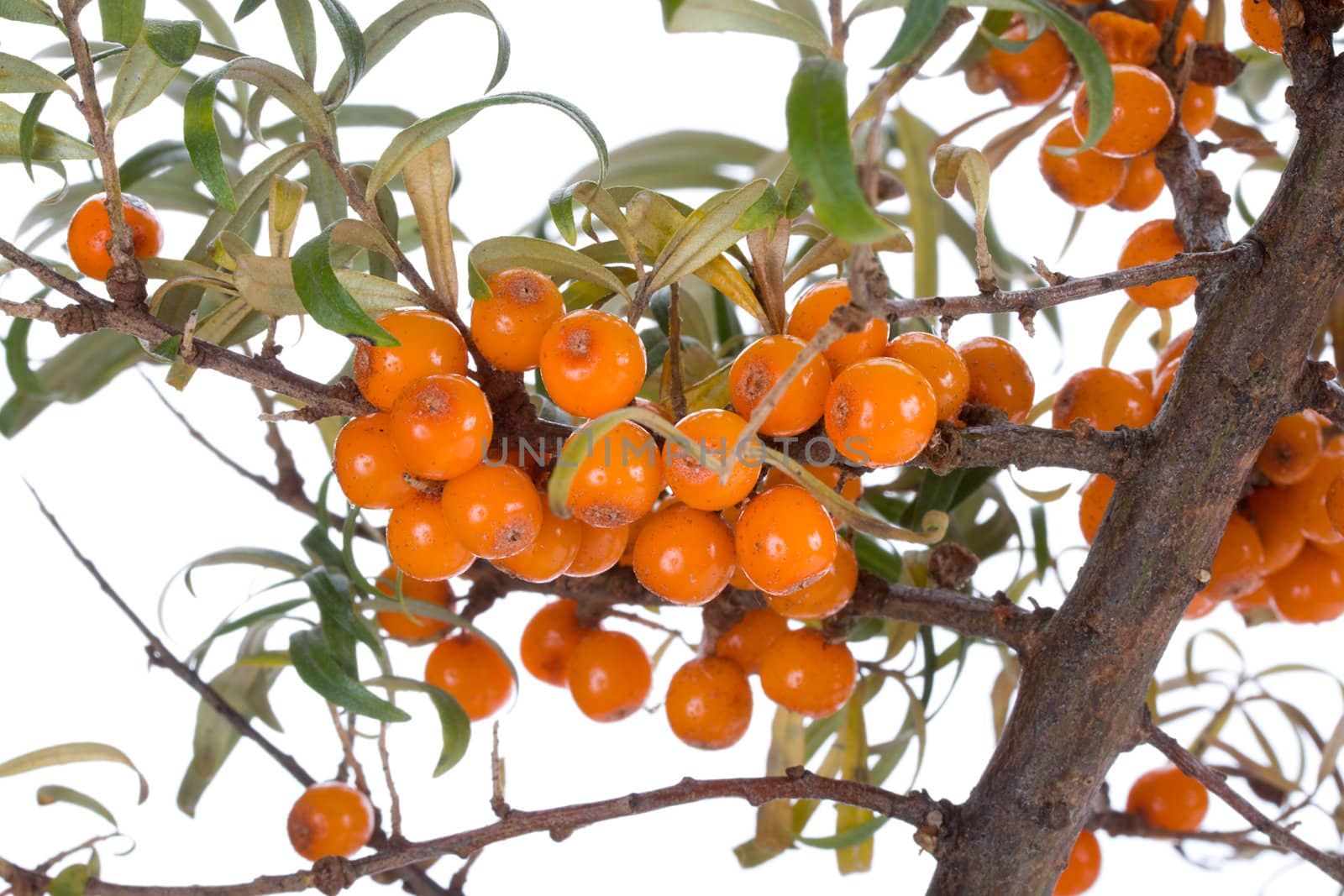 close-up branch of sea-buckthorn by Alekcey